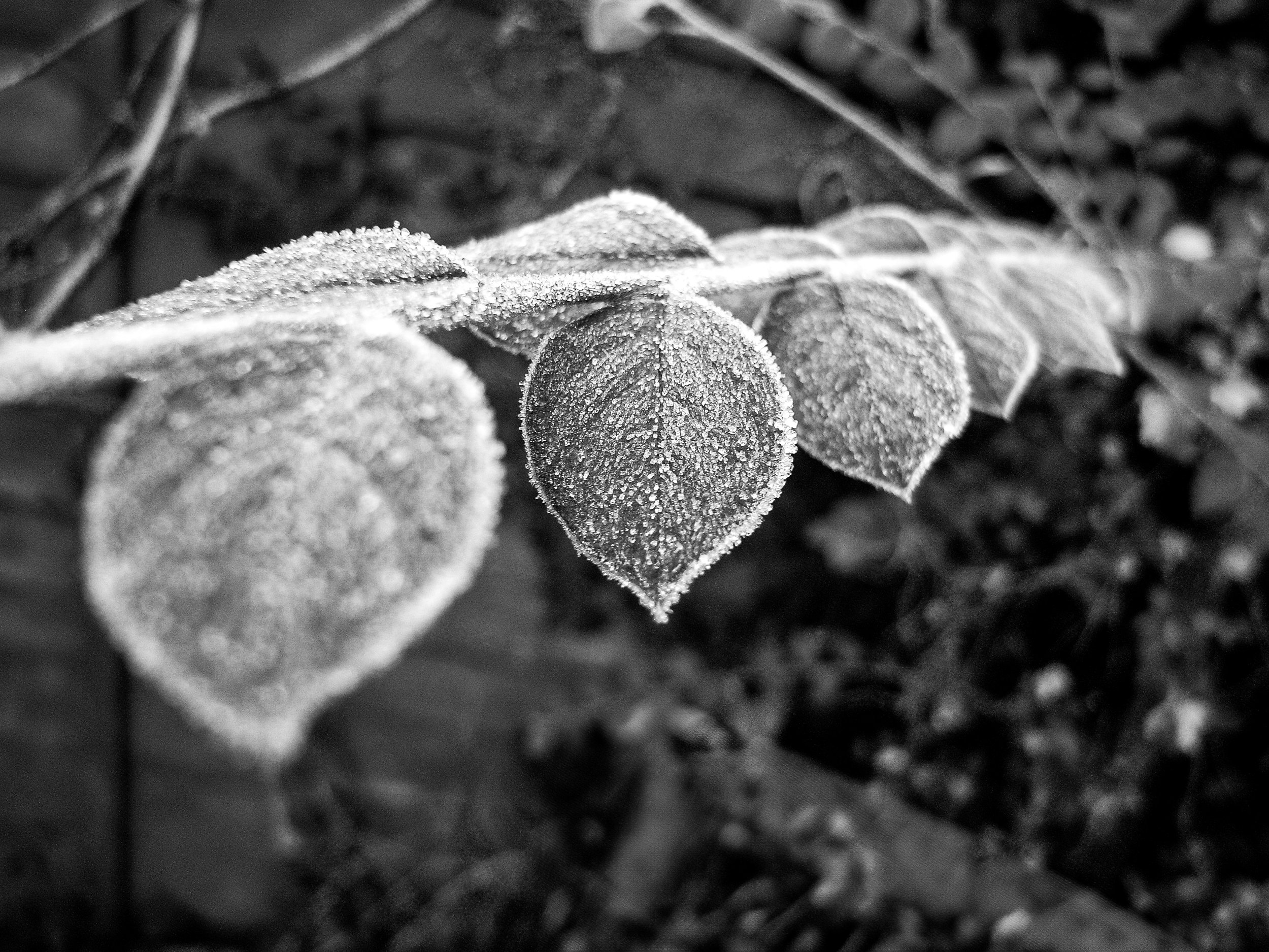 Frosty plant.