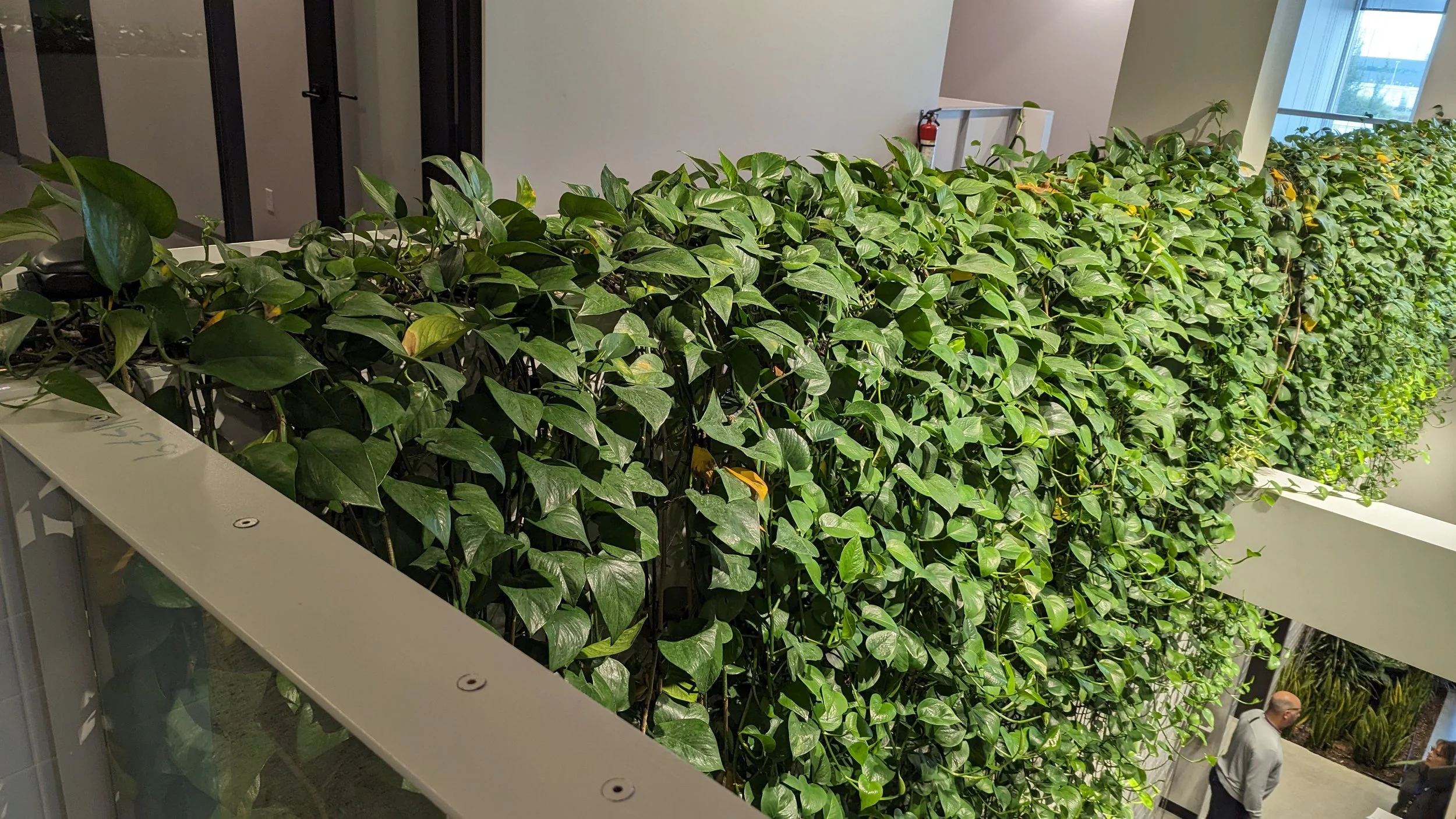 Un mur végétal dense à l'intérieur d'un bâtiment, avec un homme marchant dans le couloir en bas. Le mur est recouvert de nombreuses feuilles vertes, créant un aspect naturel et lush.