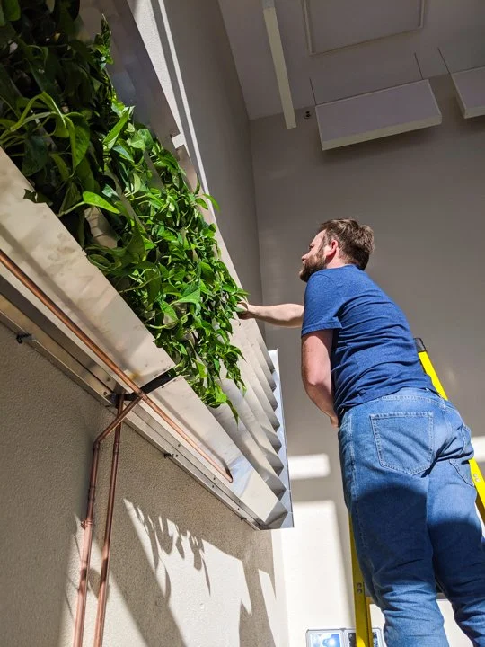 Un homme debout sur une échelle, arrosant ou taillant des plantes vertes dans un intérieur.