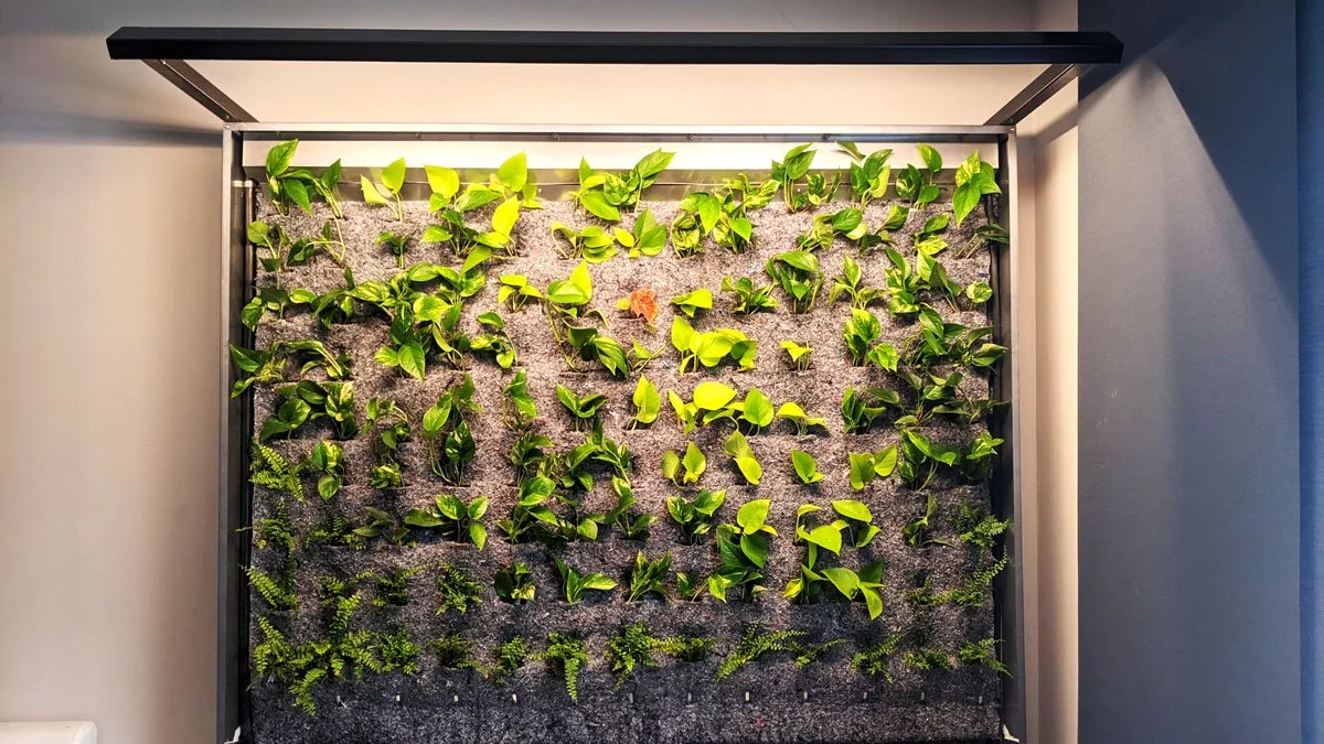 Mur végétal avec diverses plantes vertes dans un cadre intérieur