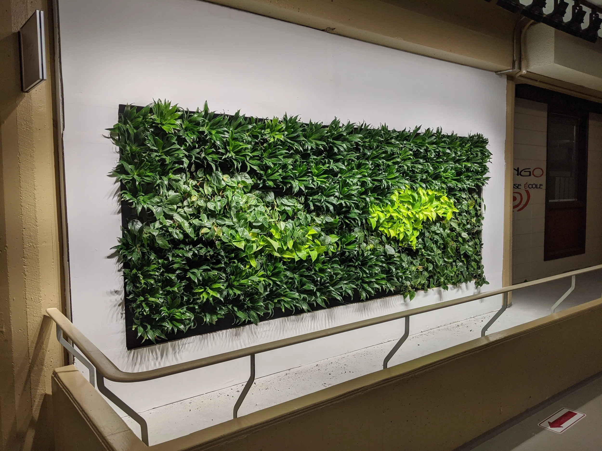 Mur végétal avec différentes plantes vertes éclairées dans un espace intérieur.
