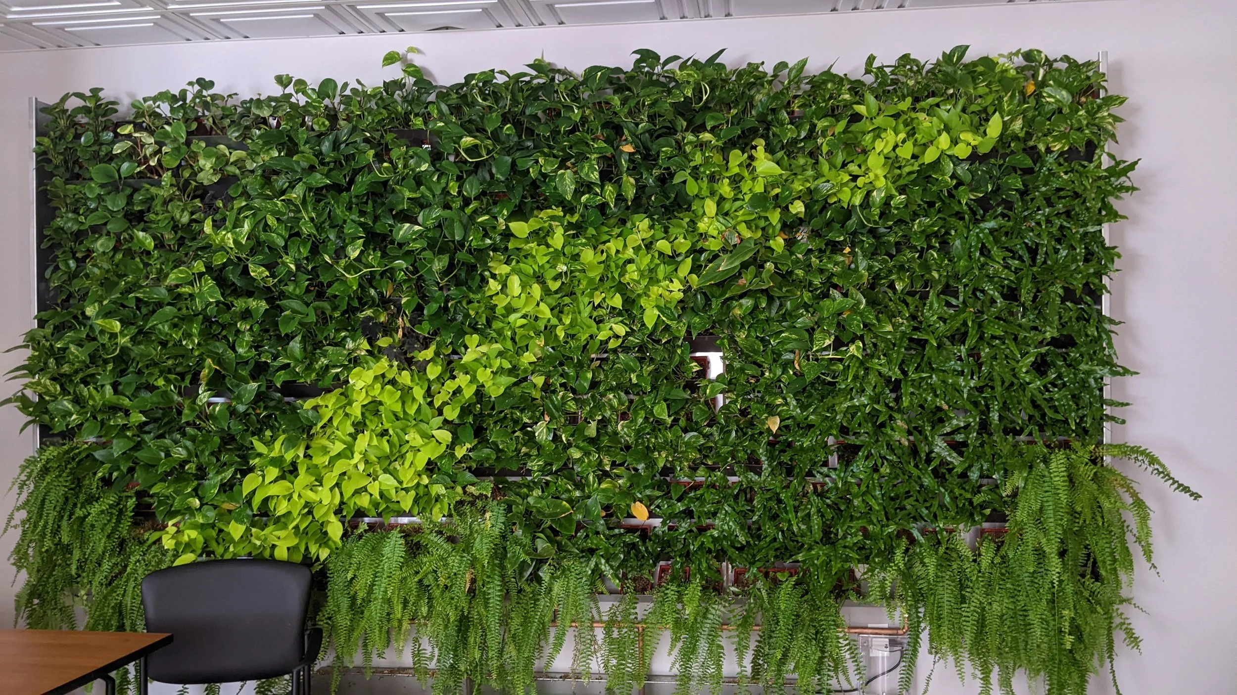 Mur végétal avec différentes plantes vertes, situé dans un intérieur avec mur blanc et mobilier noir.