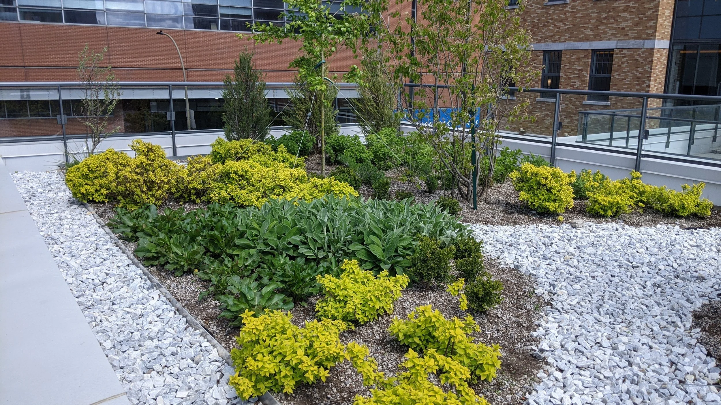 Jardin d'ornement urbain avec différentes plantes et arbustes, entouré de gravier blanc et situé sur un balcon ou une terrasse contre un bâtiment en brique.