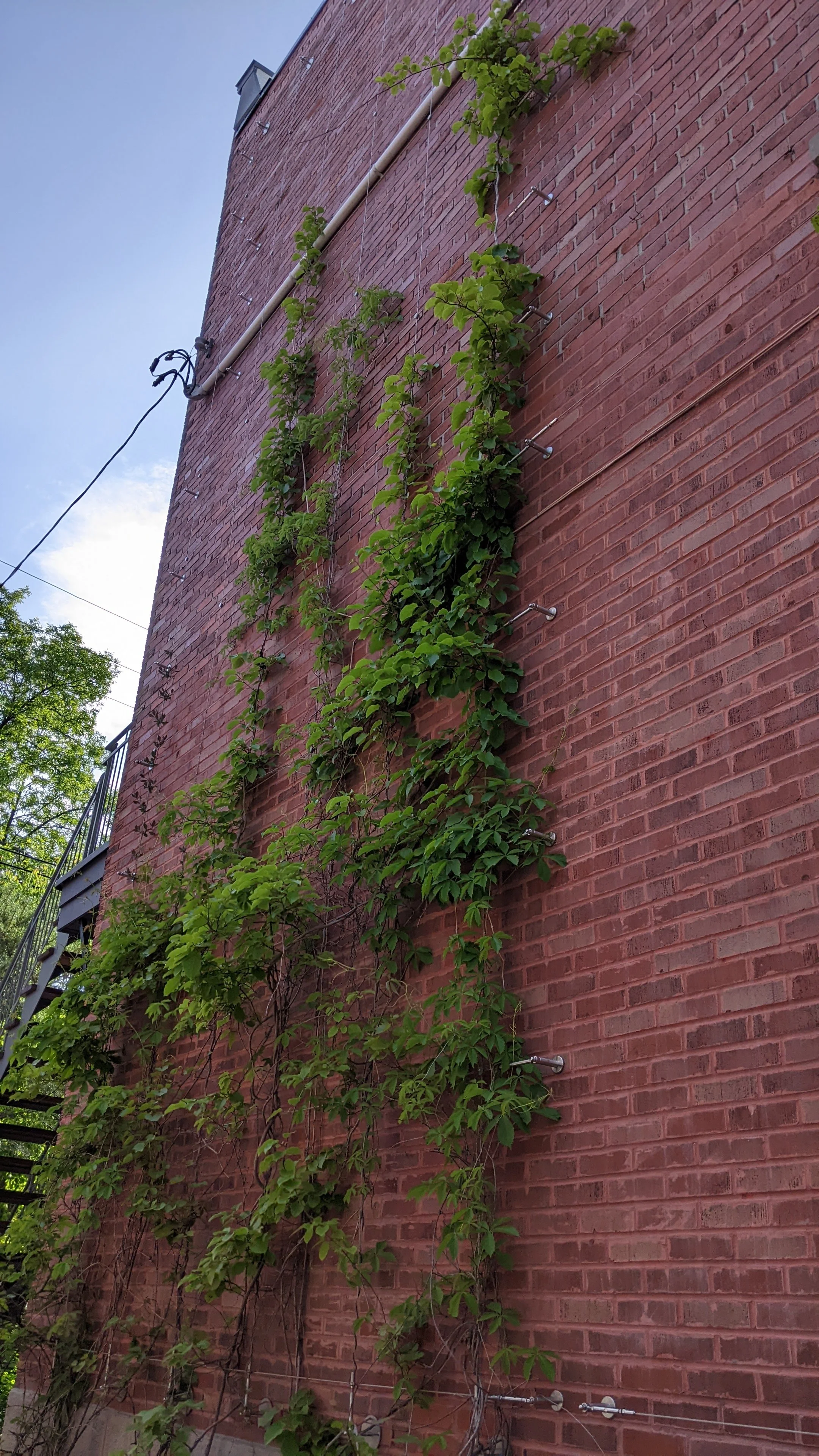 Vigne grimpante montée sur un mur de briques rouges, avec un tuyau blanc passant au-dessus.