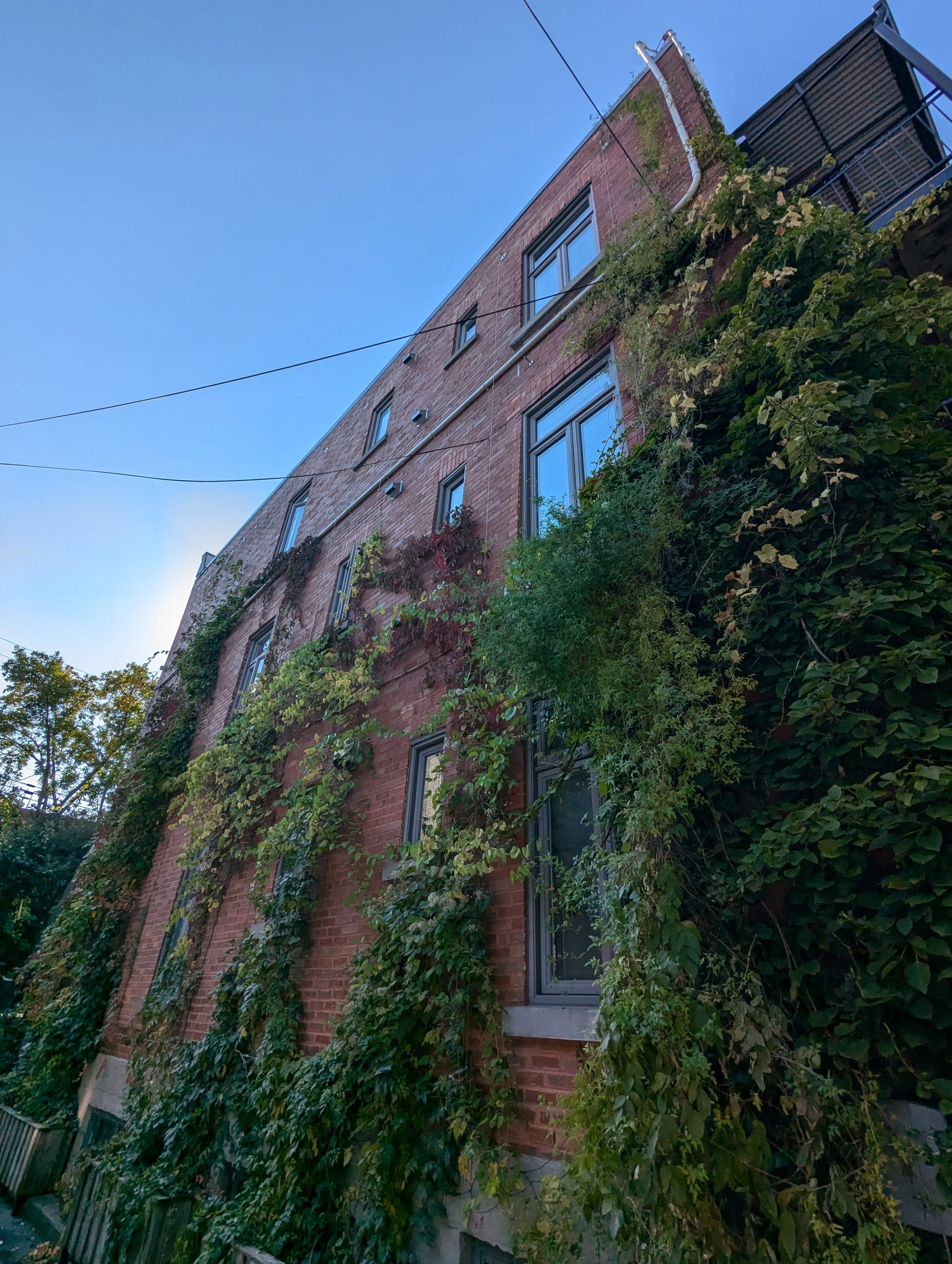 Bâtiment en briques avec des fenêtres et des plantes grimpantes sur la façade.