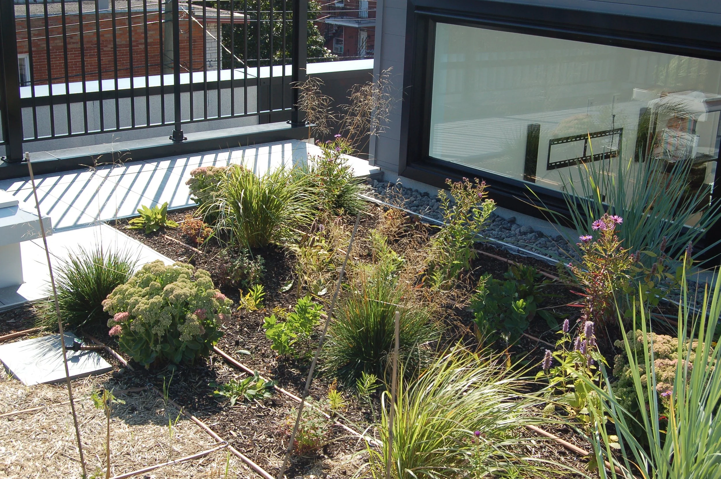 Jardin urbain avec diverses plantes et fleurs près d'une grande fenêtre, balcon en métal en arrière-plan.