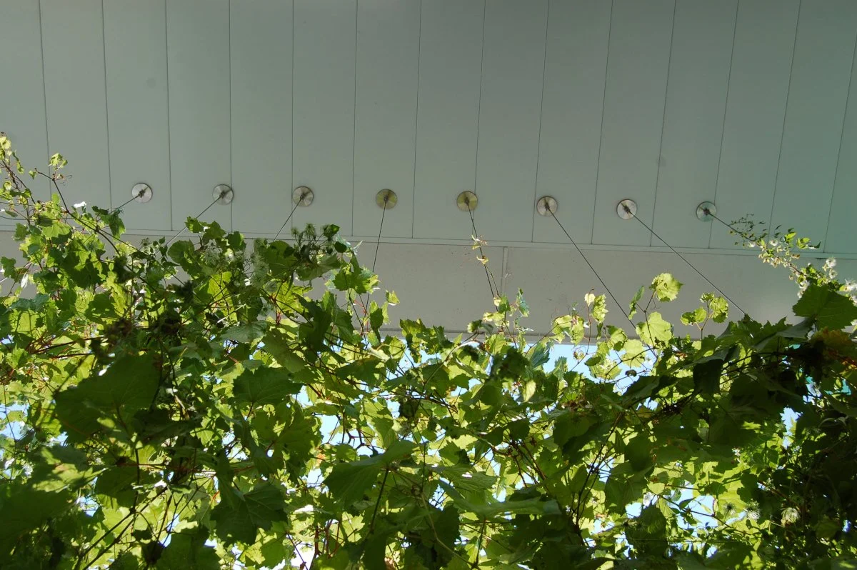 Vigne poussant contre une structure moderne avec un plafond en panneaux gris.