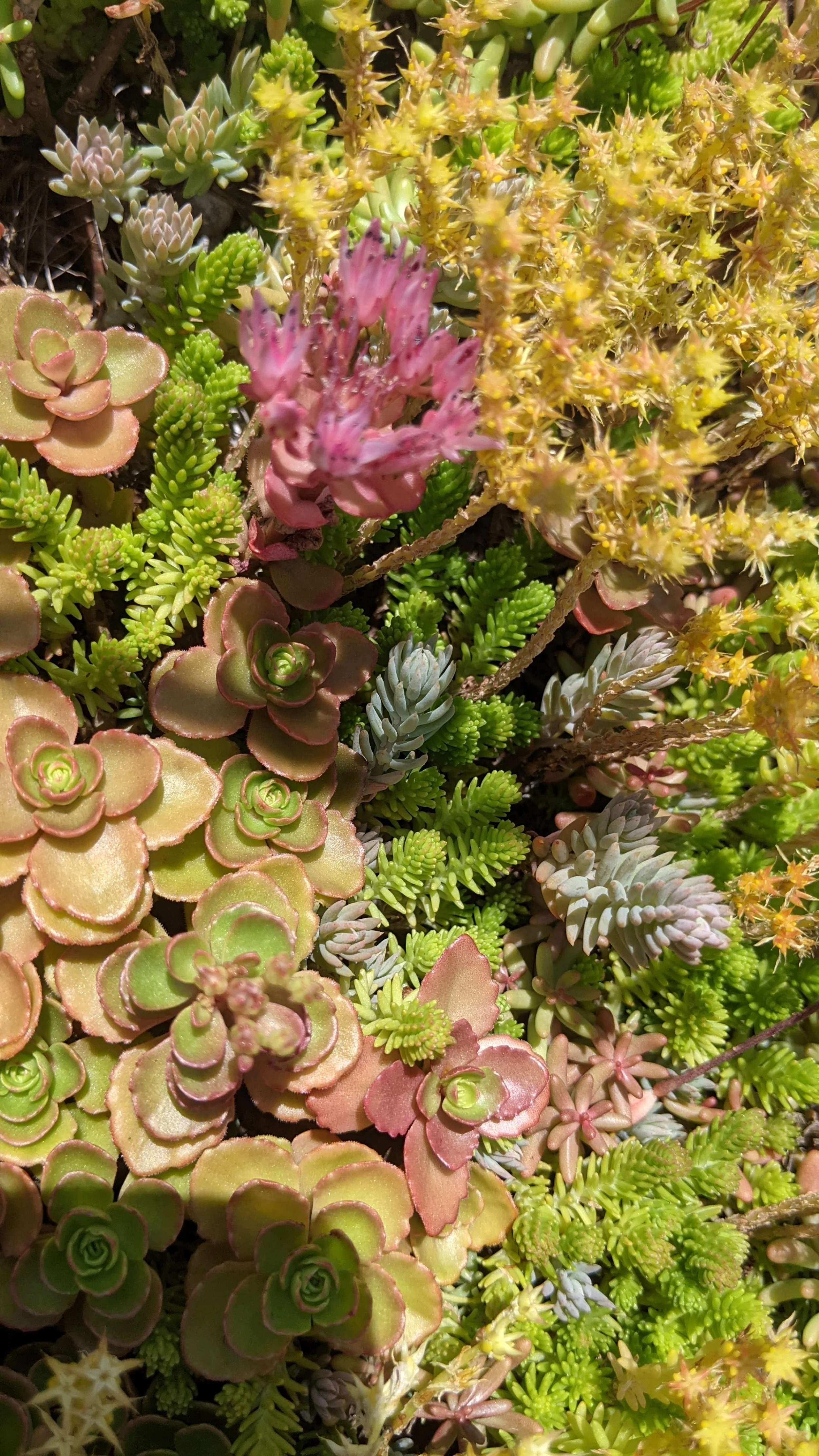 Un tapis de plantes succulentes de différentes couleurs et formes, comprenant des rosettes vertes, roses et grises, avec des fleurs jaunes et une fleur rose.