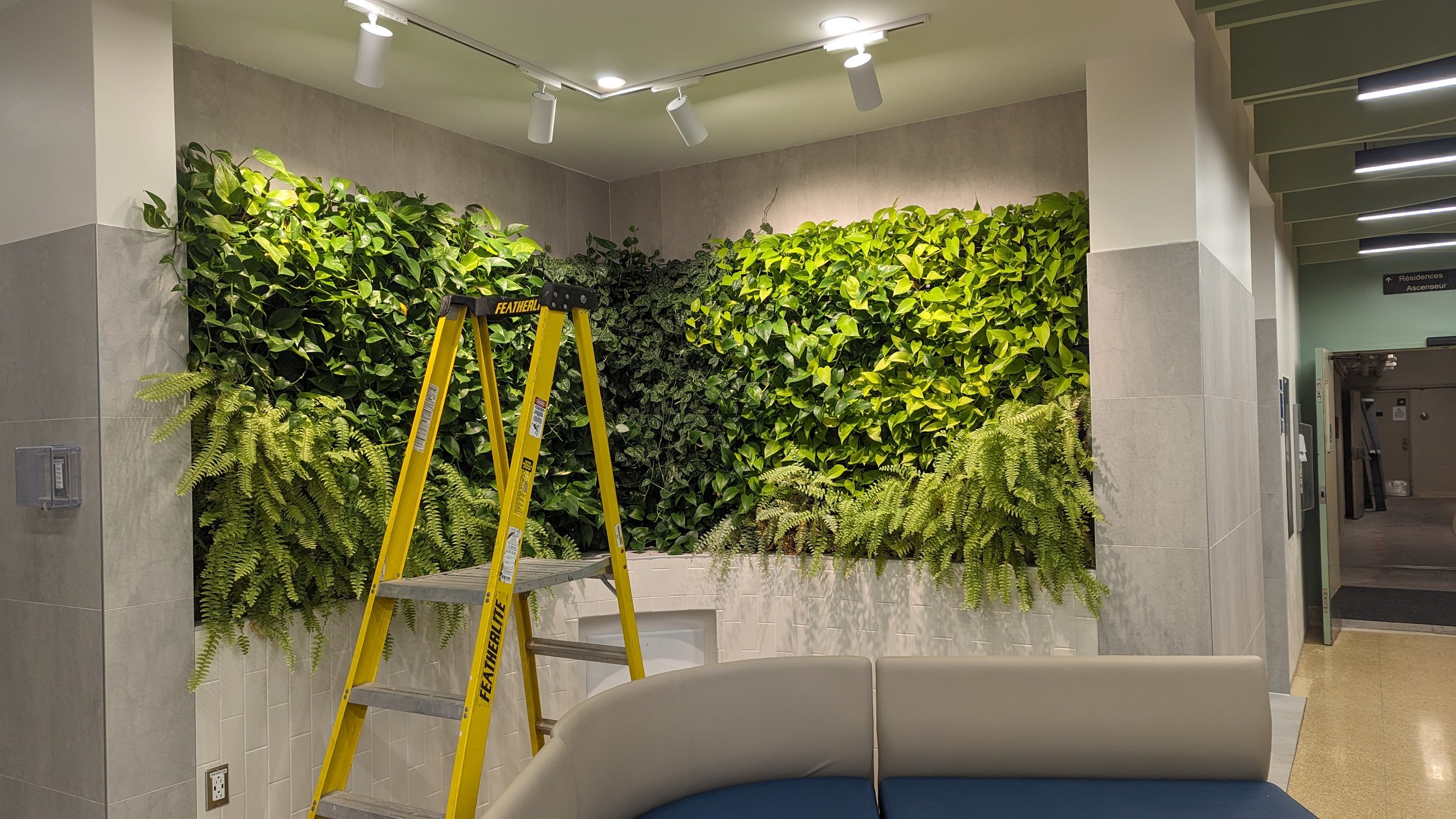Mur végétal avec différentes plantes vertes dans un espace intérieur, présence d'une échelle jaune