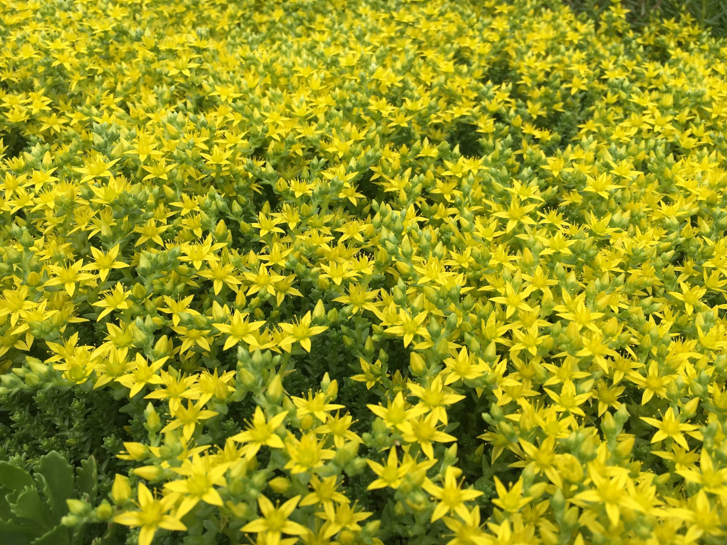 Champ de petites fleurs jaunes avec des feuilles vertes.