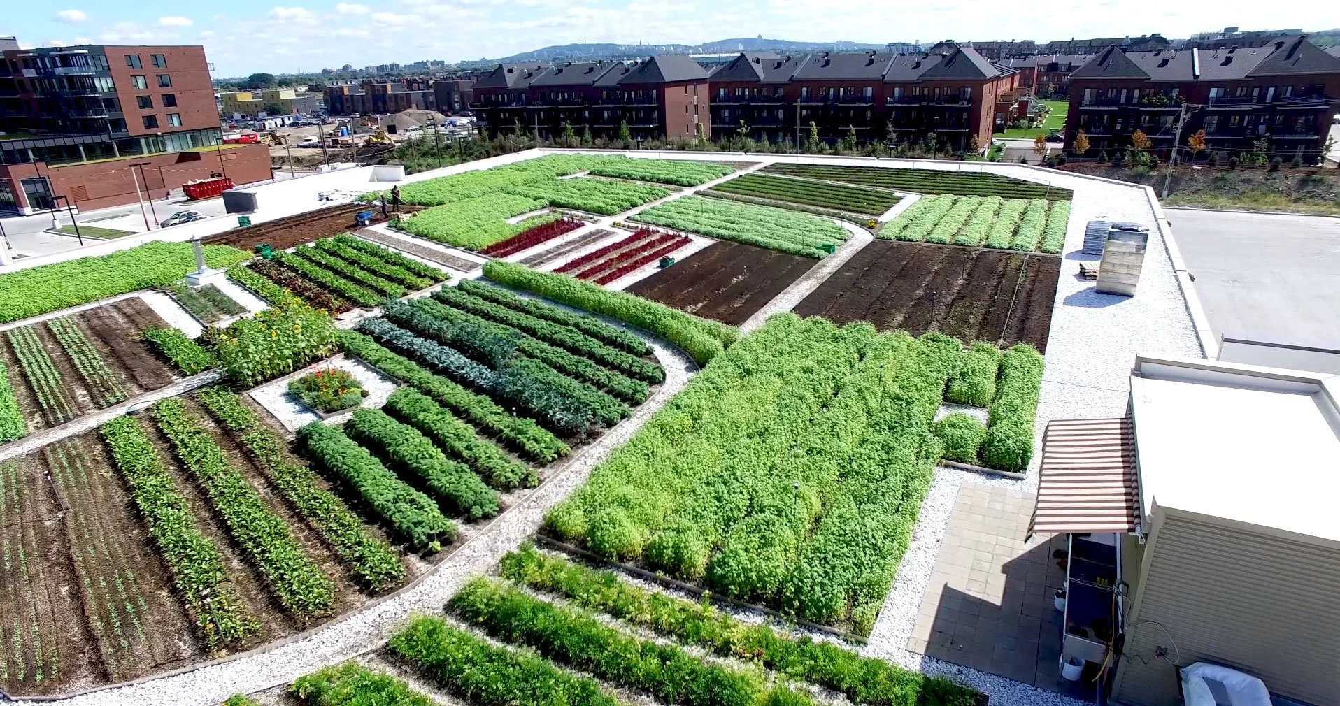 Jardin urbain sur un toit avec diverses parcelles cultivées en légumes et herbes, entouré de bâtiments résidentiels et de quartiers en arrière-plan.