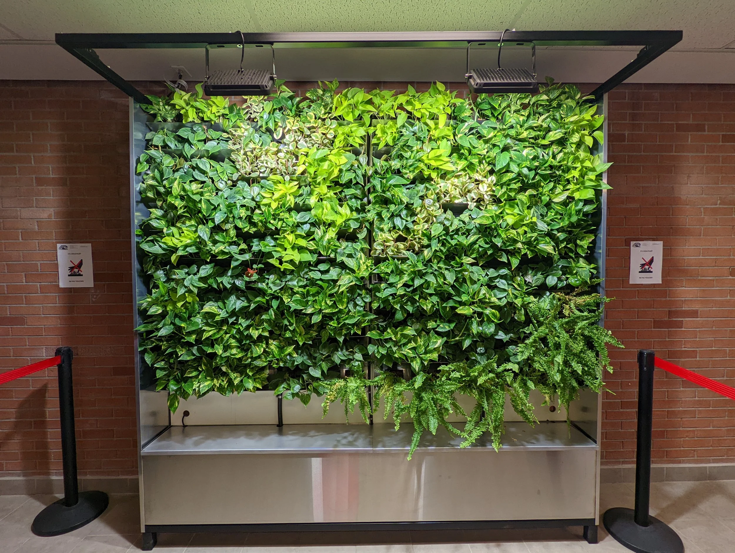 Mur végétal avec des plantes vertes, encadré par un mur en briques rouges et deux panneaux d'interdiction.