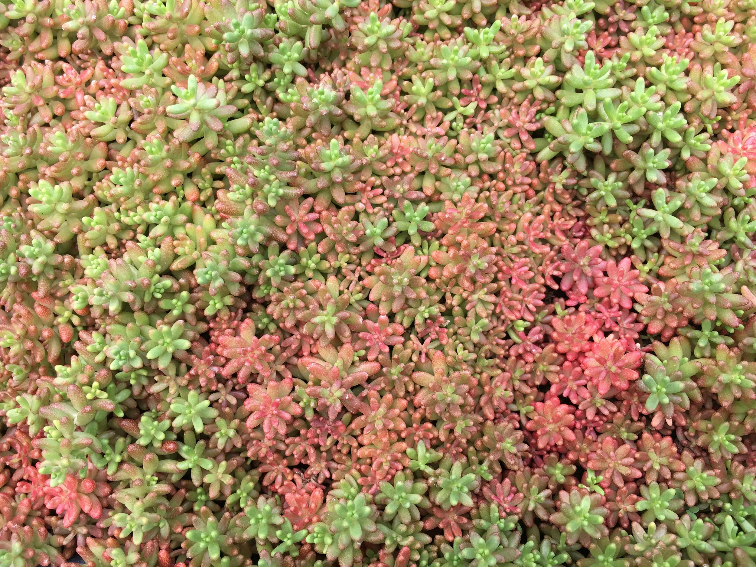 Un tapis dense de petites plantes succulentes de différentes teintes de vert et de rose, avec des feuilles épaisses et ovales.