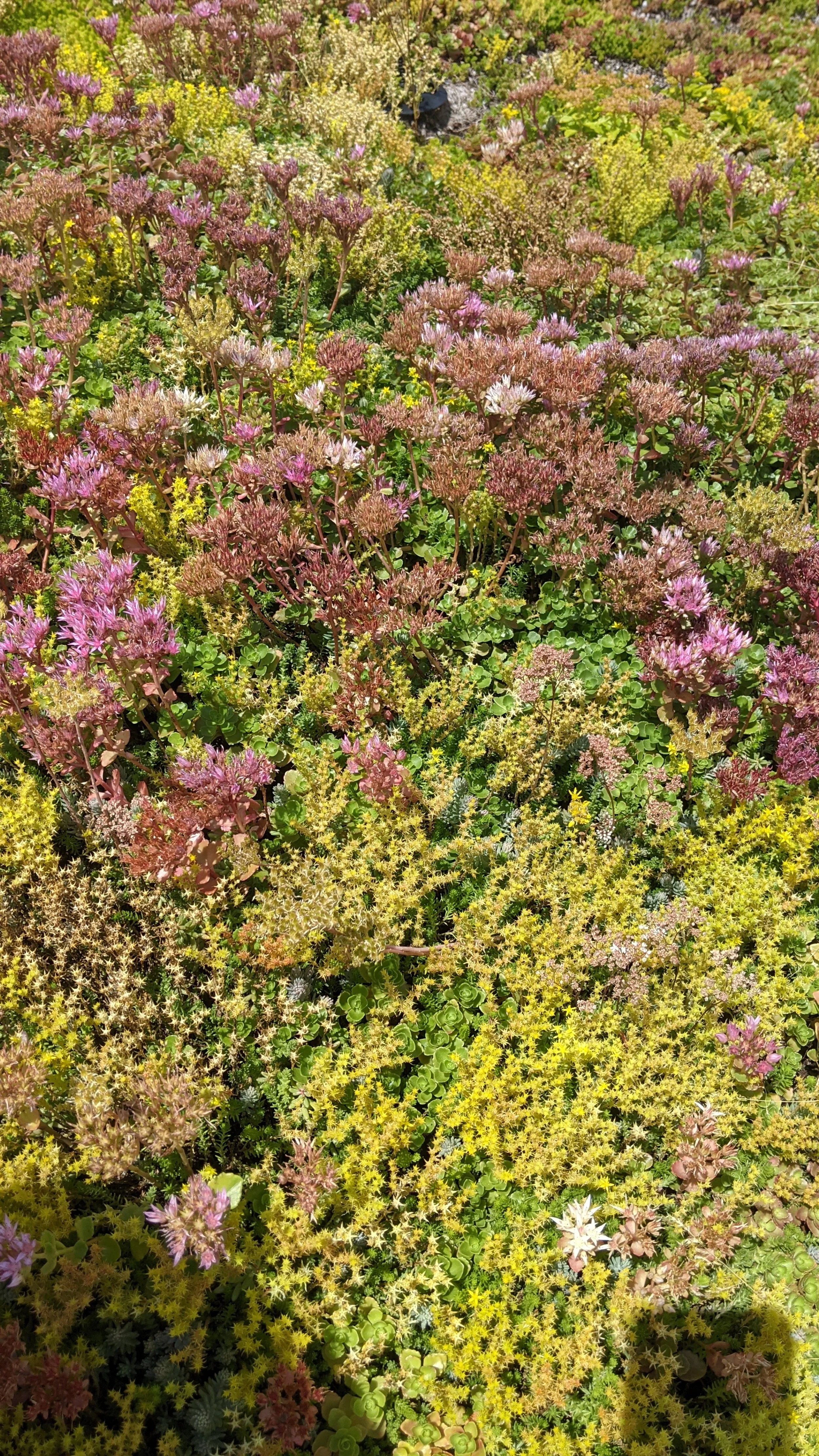 Un tapis de plantes succulentes et de fleurs sauvages dans un jardin comme un sol en fleurs