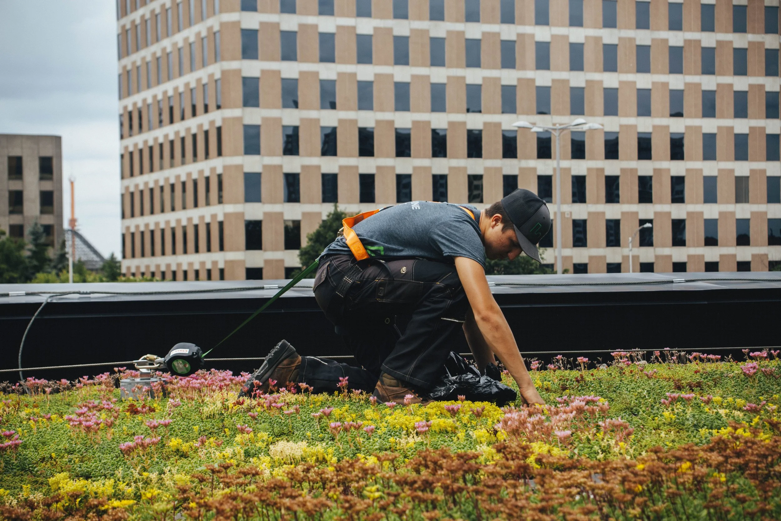 Un homme en train de planter ou de tailler des plantes sur une toiture urbaine, avec un immeuble moderne en arrière-plan.