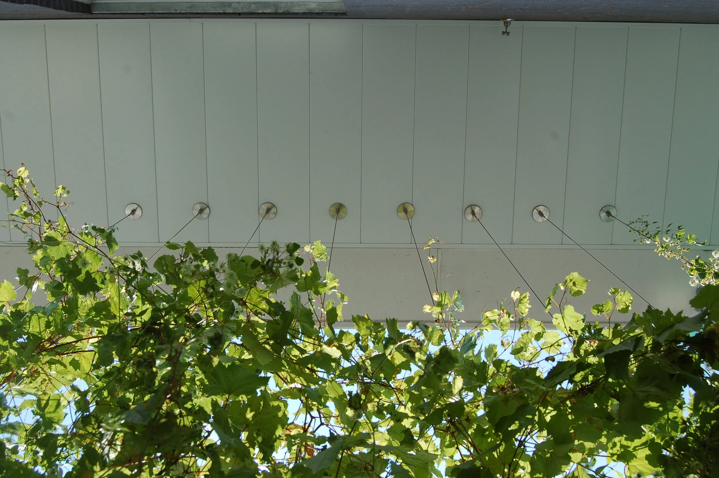 Végétation de plantes grimpantes en premier plan avec des feuilles vertes et un bâtiment avec un plafond blanc en arrière-plan