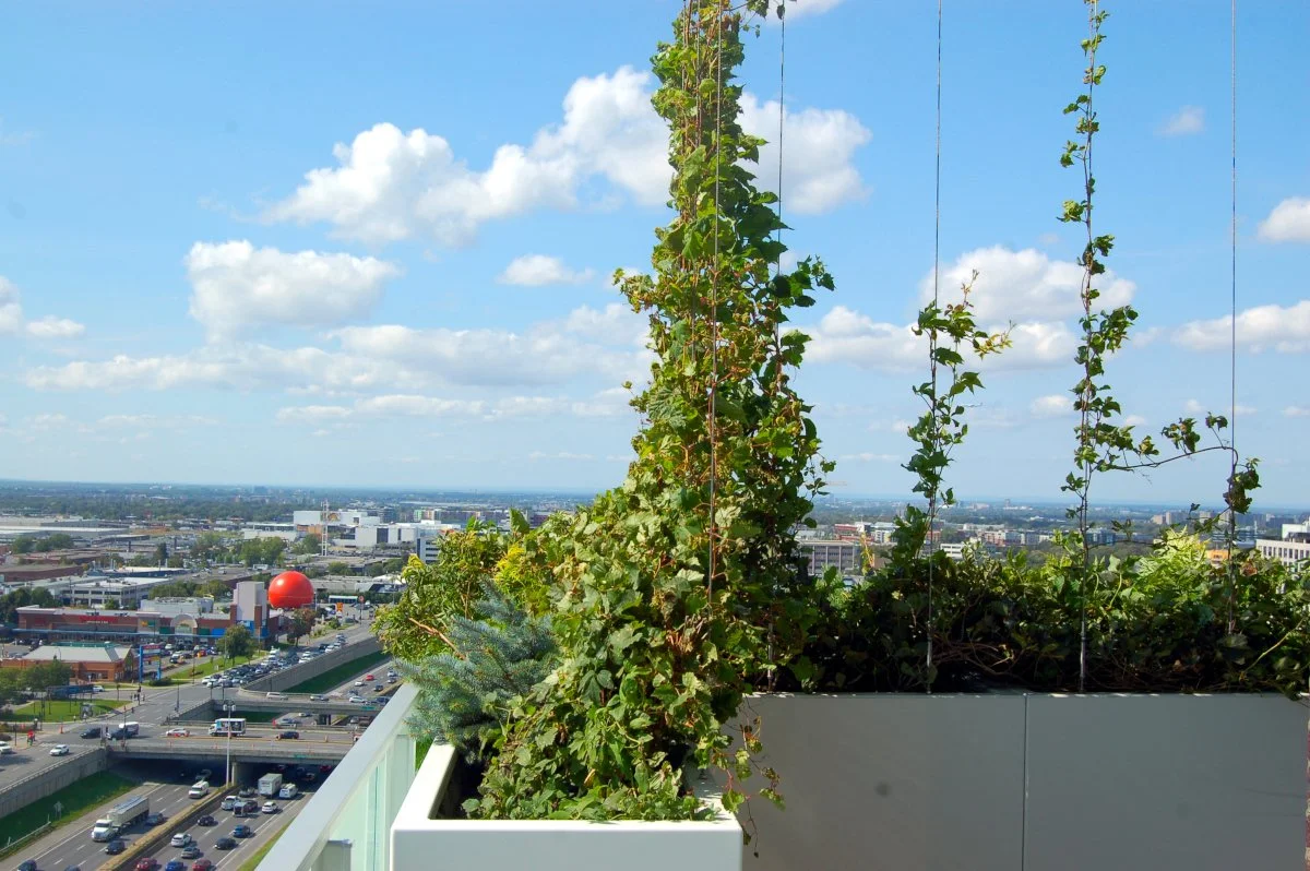 Vases de plantes grimpantes sur un balcon avec vue sur une ville en arrière-plan, ciel bleu avec quelques nuages.