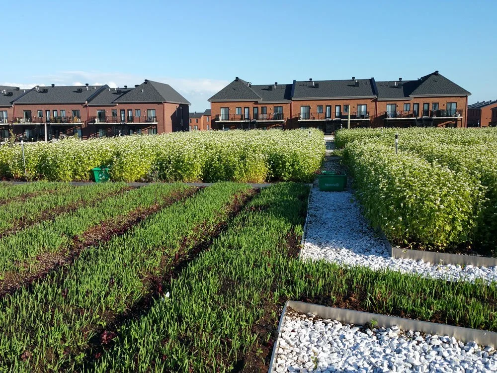 Jardin urbain avec des plantations, bâtiments résidentiels en arrière-plan, un chemin de gravier blanc et du paillis, sous un ciel ensoleillé.