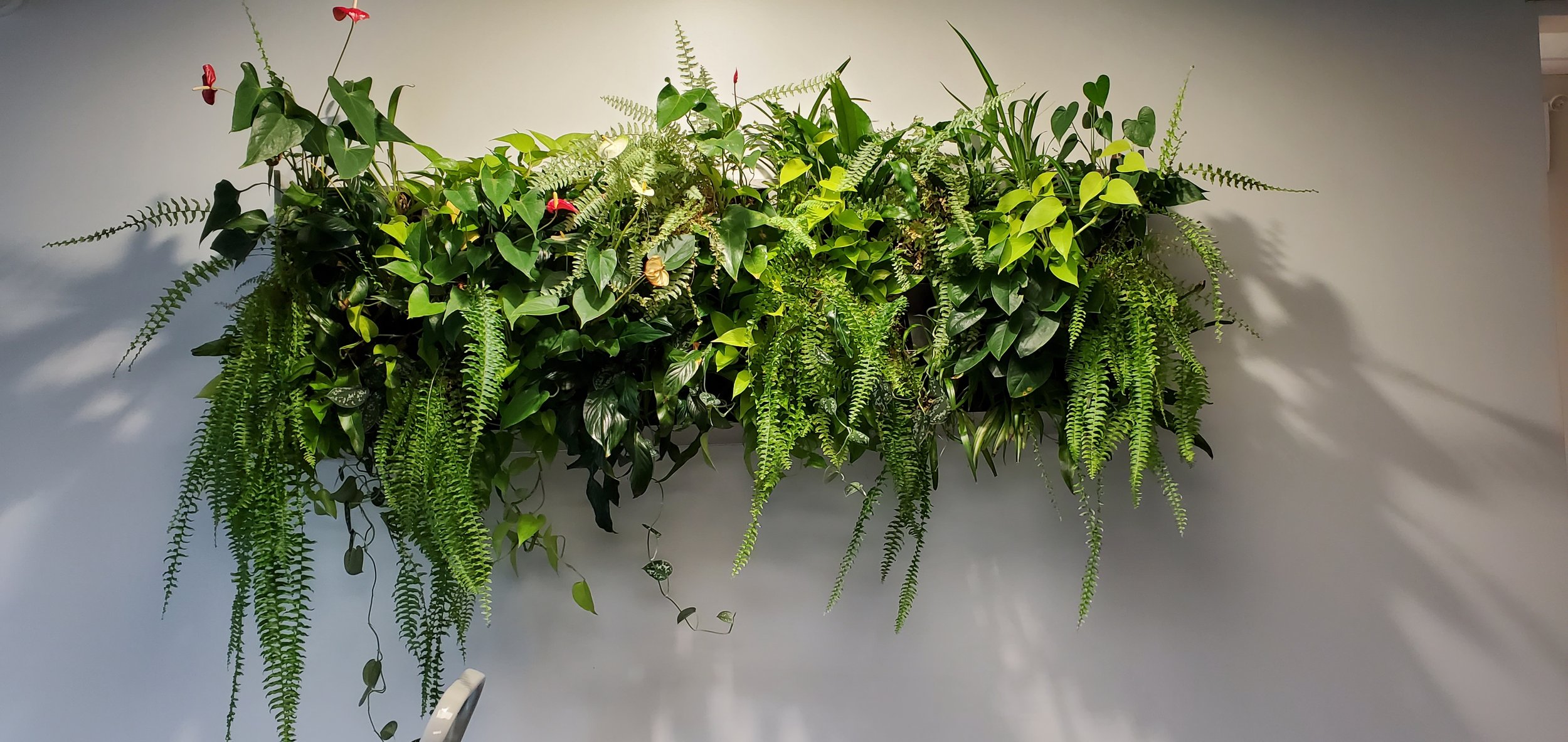 Un mur blanc avec une grande jardinière suspendue pleine de différentes plantes vertes, dont des fougères, des lierres et d'autres feuillages variés.