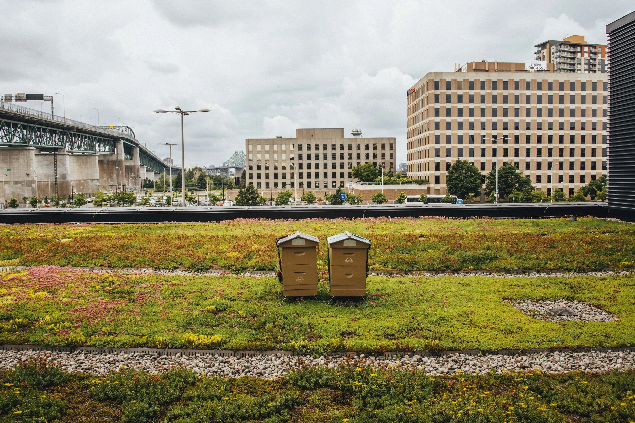 Deux bacs à compost sur un toit avec des végétaux et des bâtiments en arrière-plan.