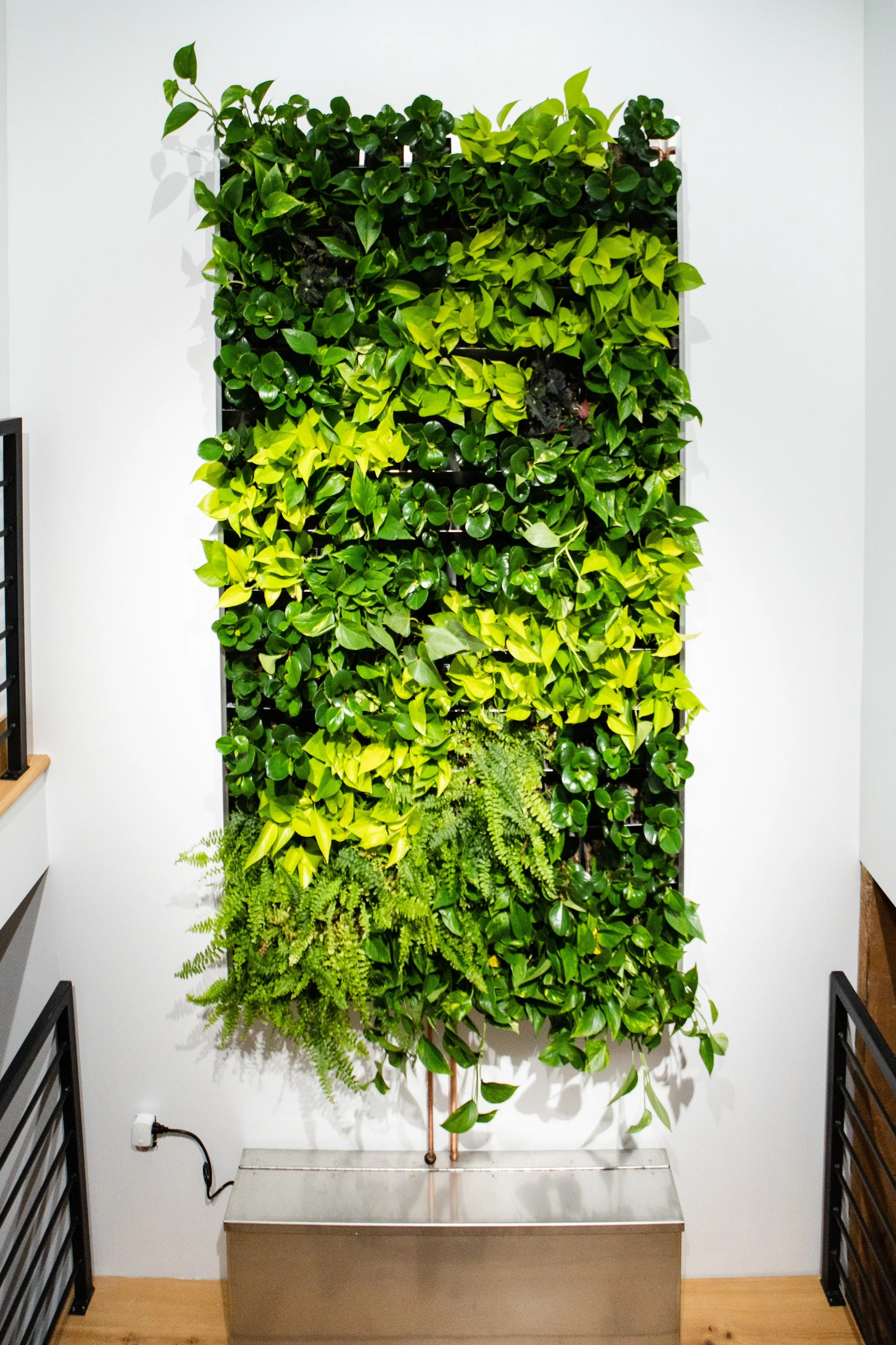 Mur végétal avec différentes variétés de plantes vertes dans un espace intérieur.