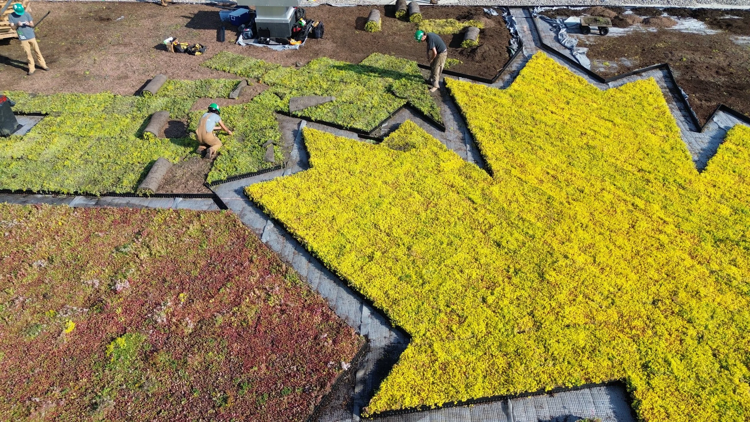 Travailleurs plantant et entretenant des plantes succulentes colorées sur un toit végétalisé urbain.