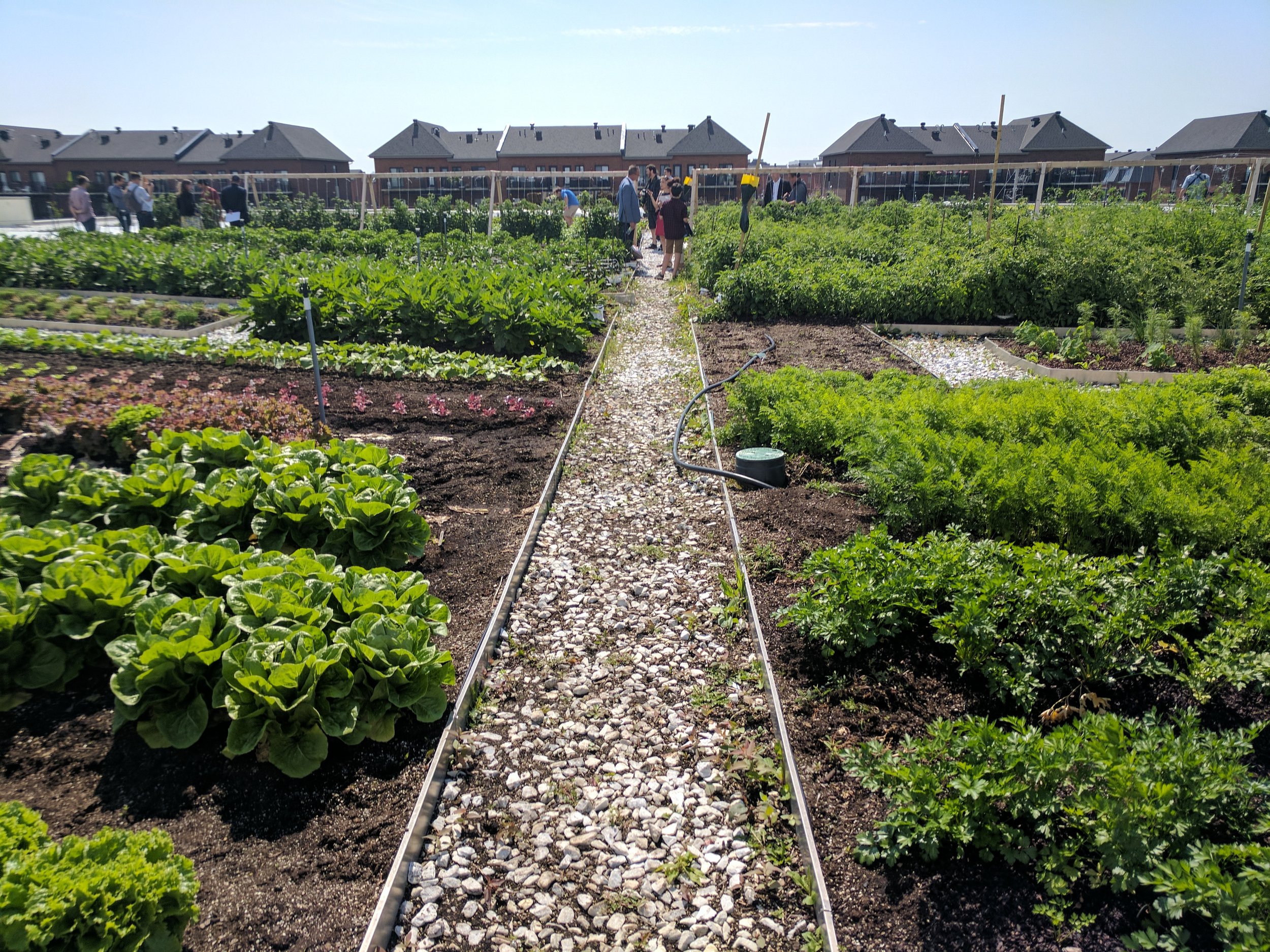 Jardin urbain avec différentes variétés de légumes et plantes, groupe de personnes en arrière-plan, ciel clair, petites maisons voisines.