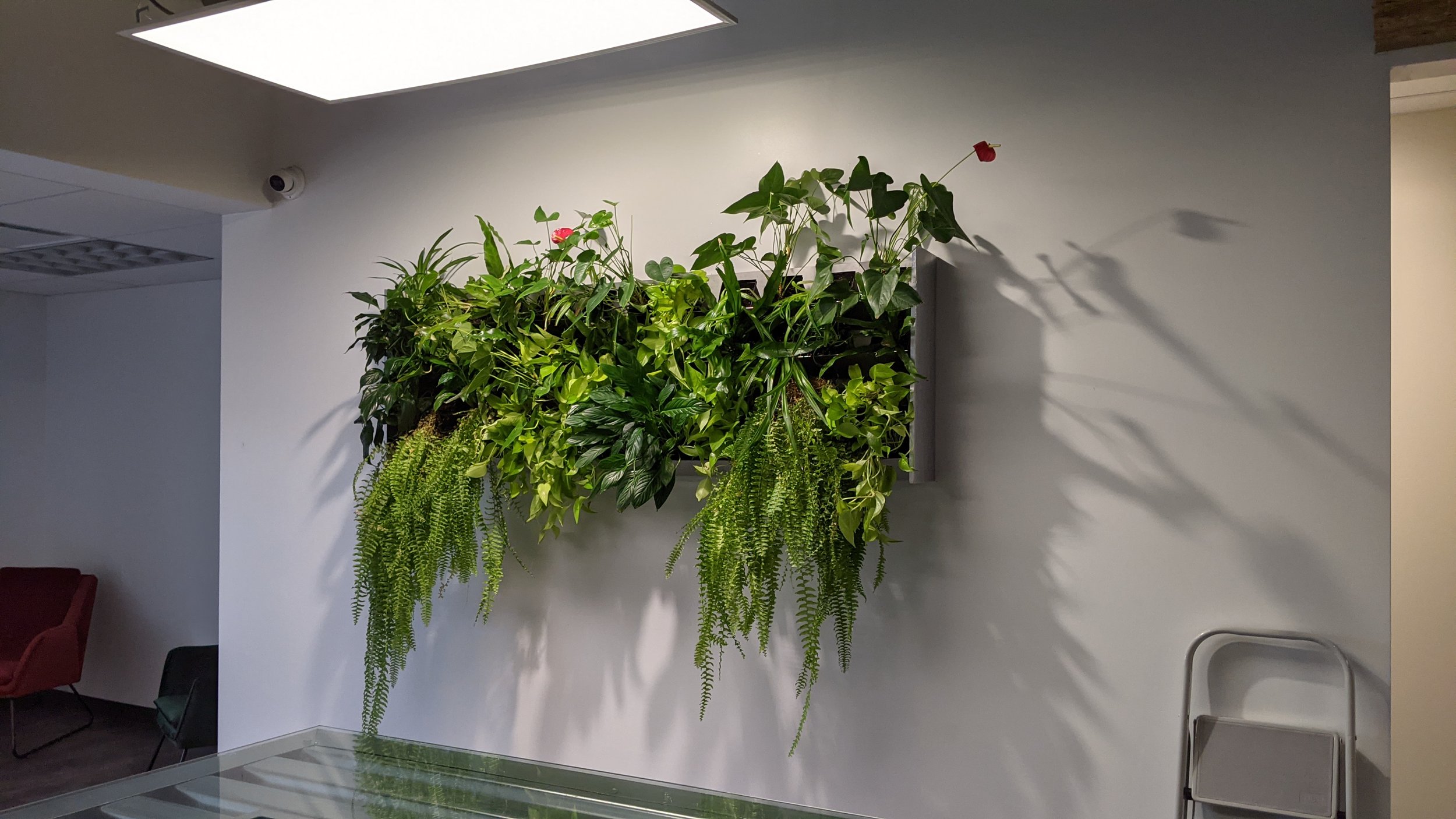 Plantes vertes suspendues sur un mur blanc dans un intérieur moderne.