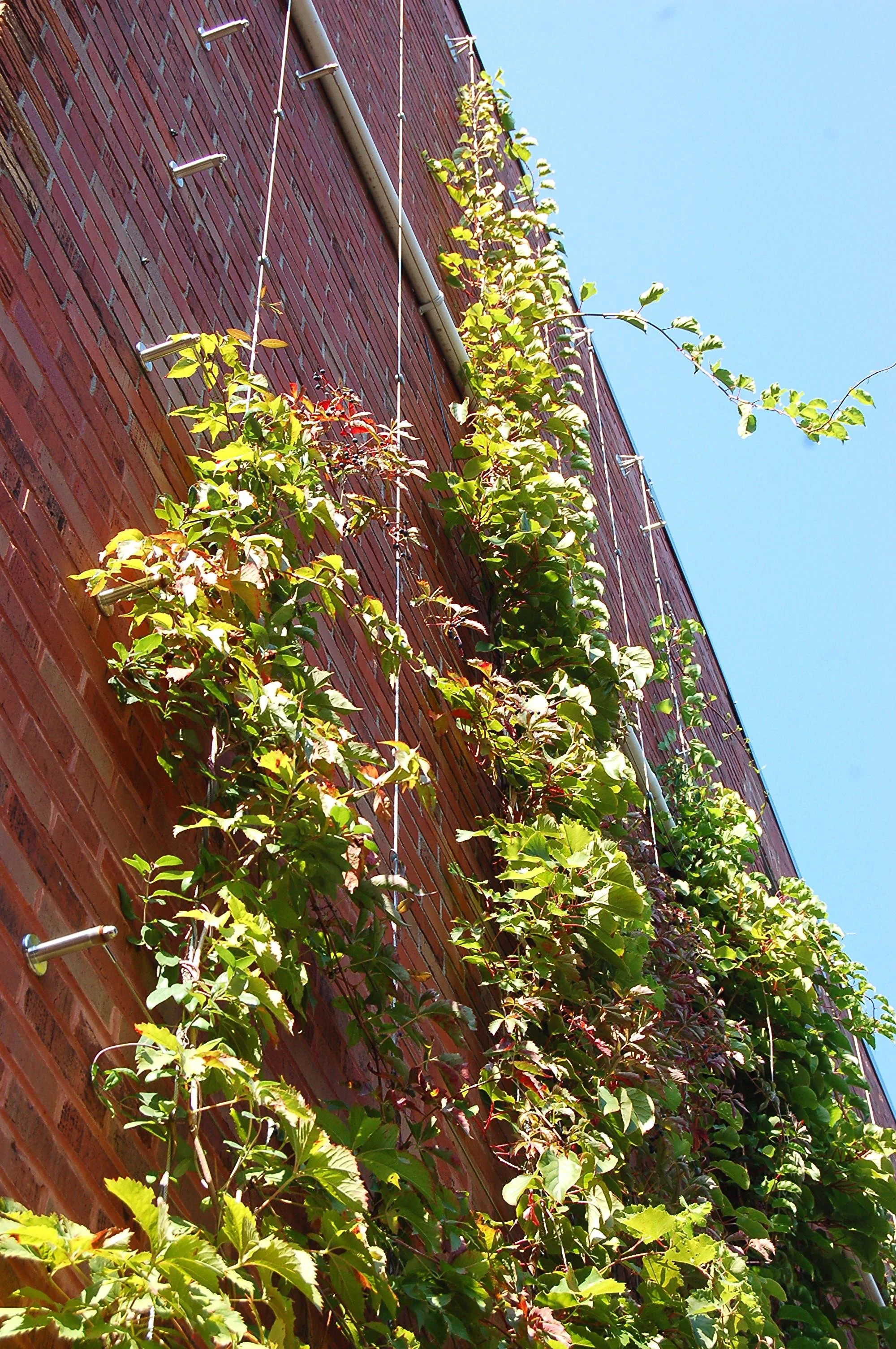Vigne grimpante poussant sur un mur en briques rouges sous un ciel bleu.