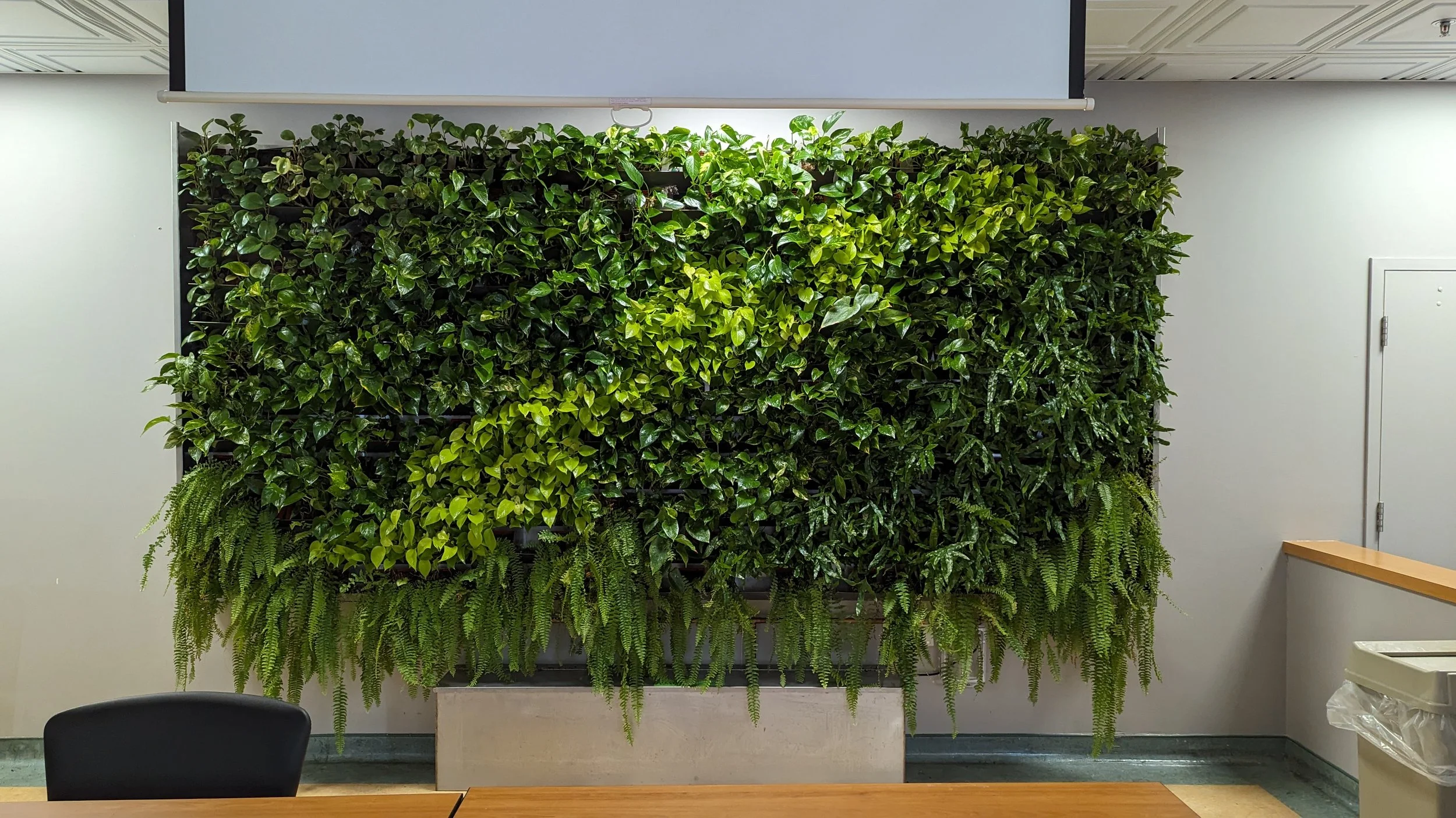 Mur végétal composé de diverses plantes vertes dans une salle intérieure.