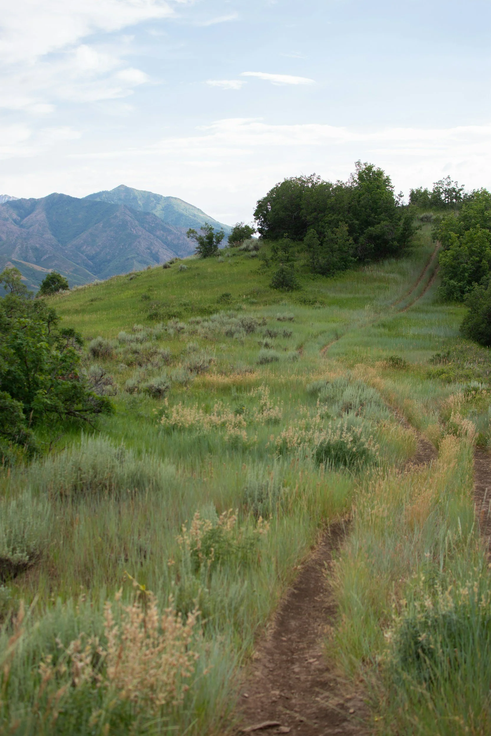 A dirt trail winds through a lush green hillside covered in grass and small bushes, with trees at the top of the hill. In the background, there are mountain ranges under a partly cloudy sky.