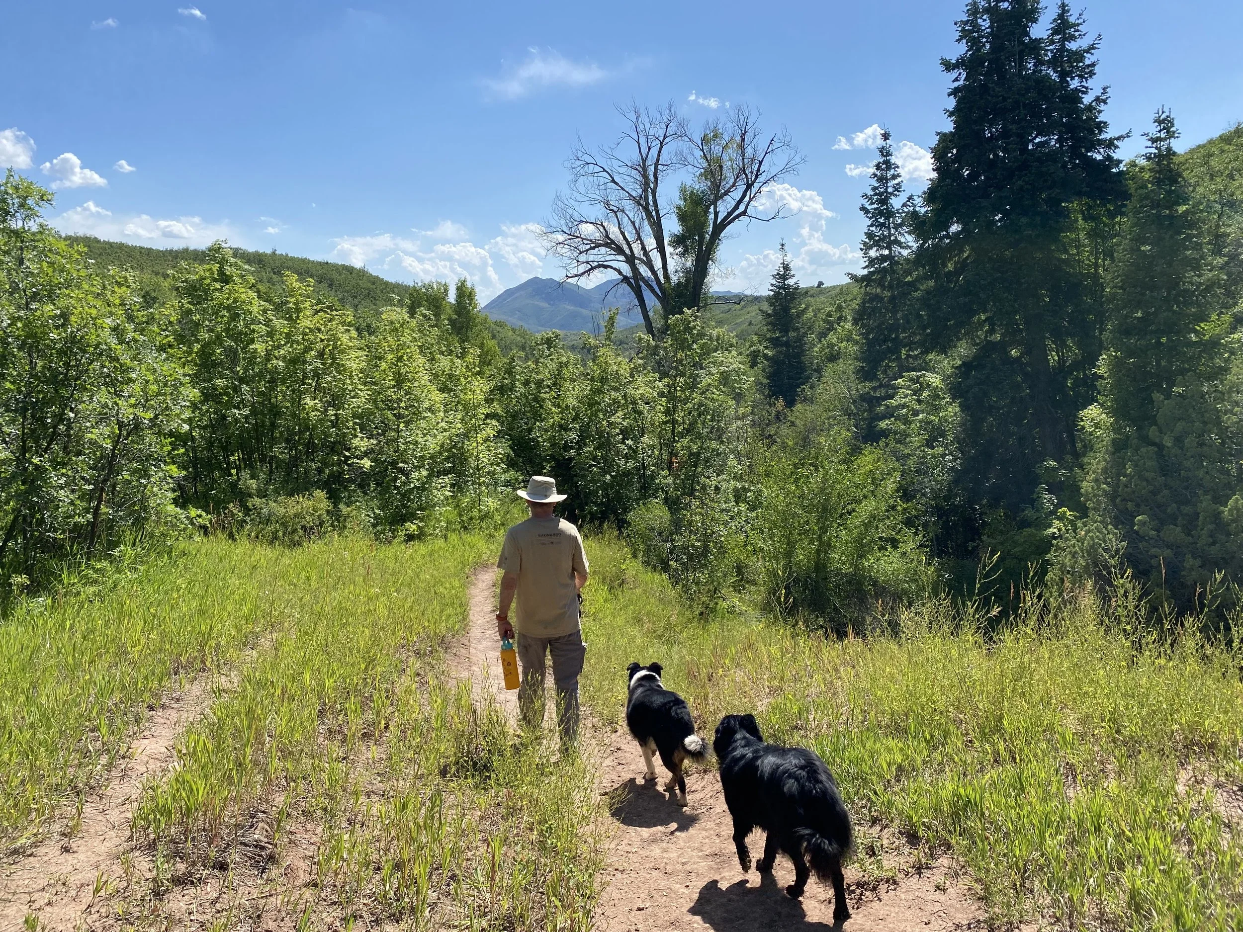 A person walking on a trail with two dogs in a lush green forest under a clear blue sky.