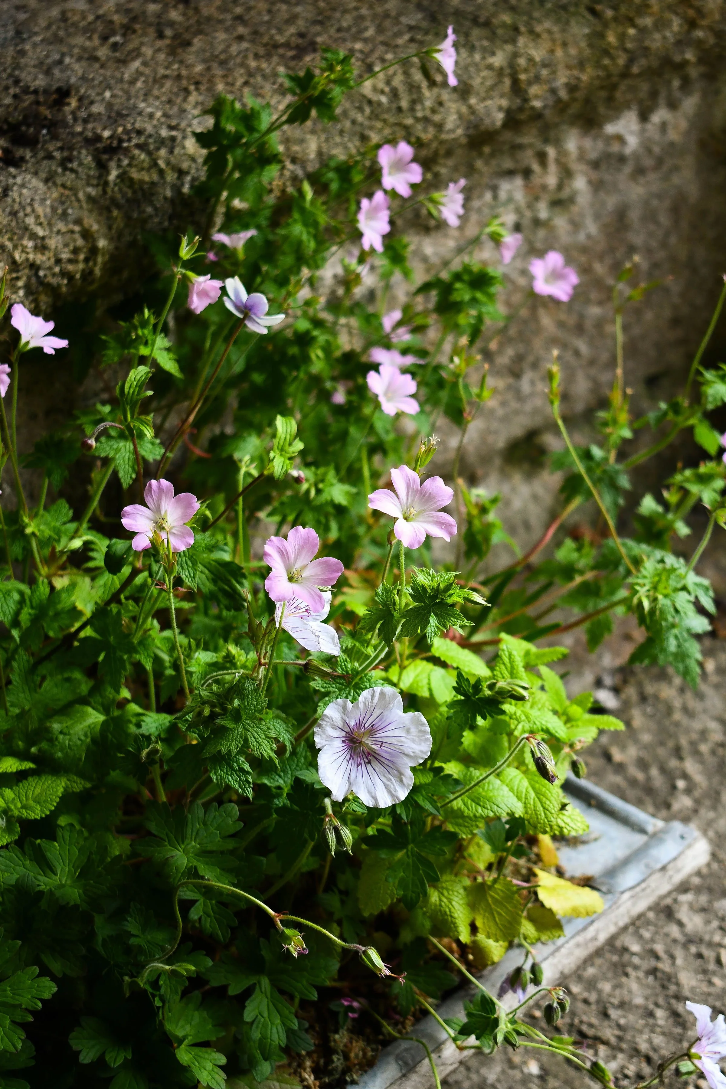DSC_4199.jpg