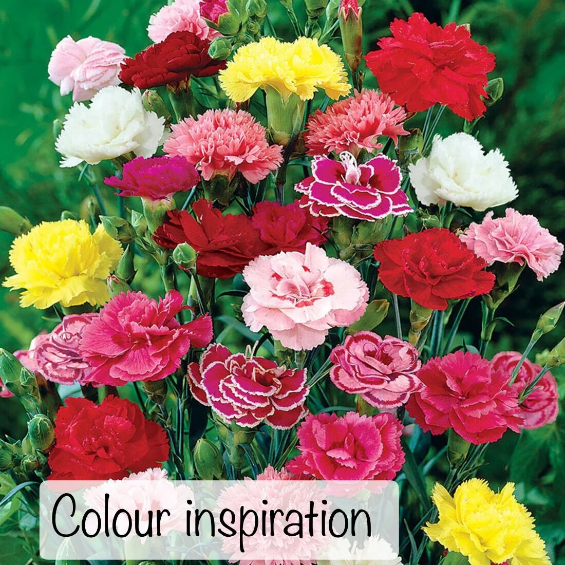 Colour inspiration for hand crocheted carnation flower