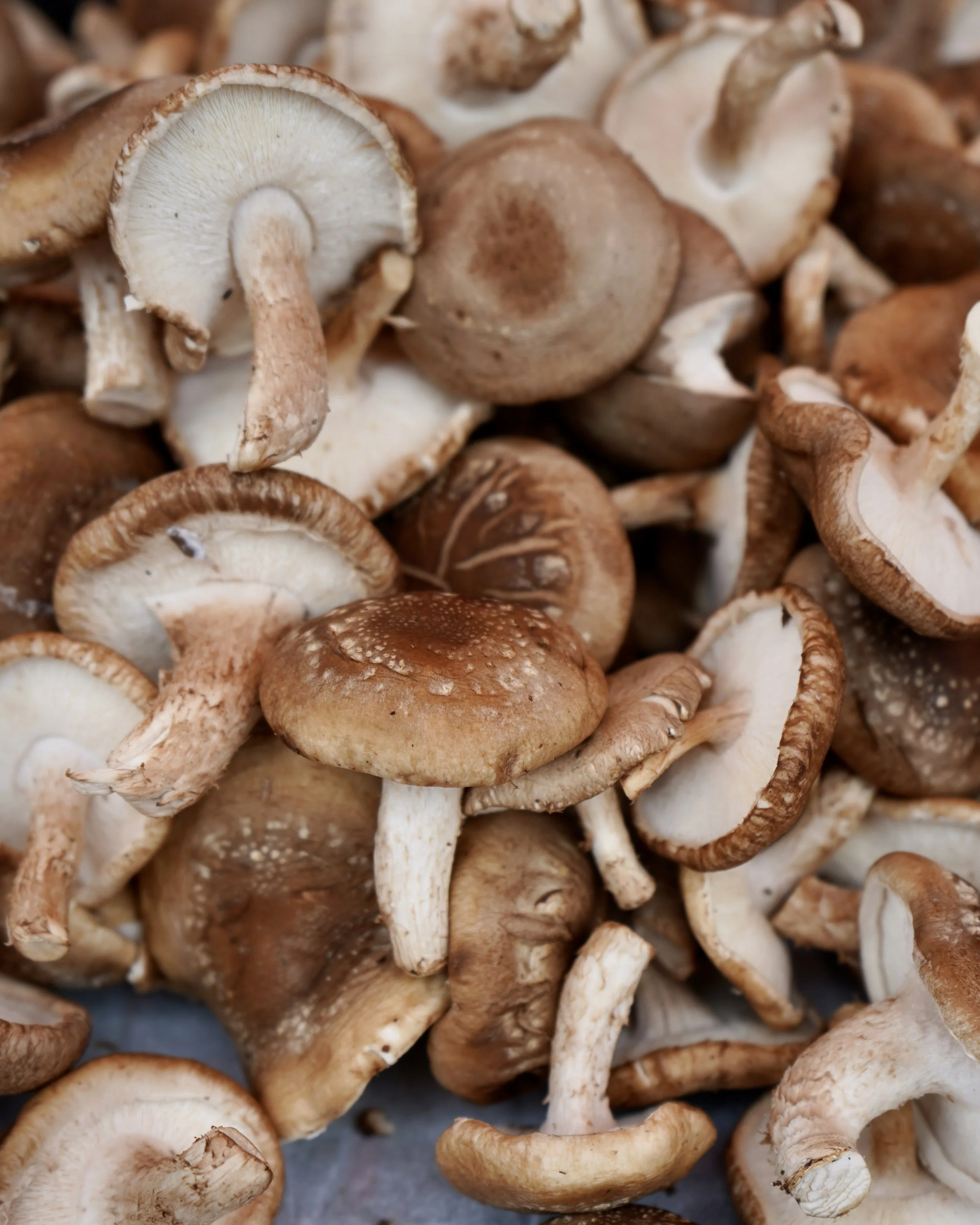 Vendor Application Fee (pay before filling out application)