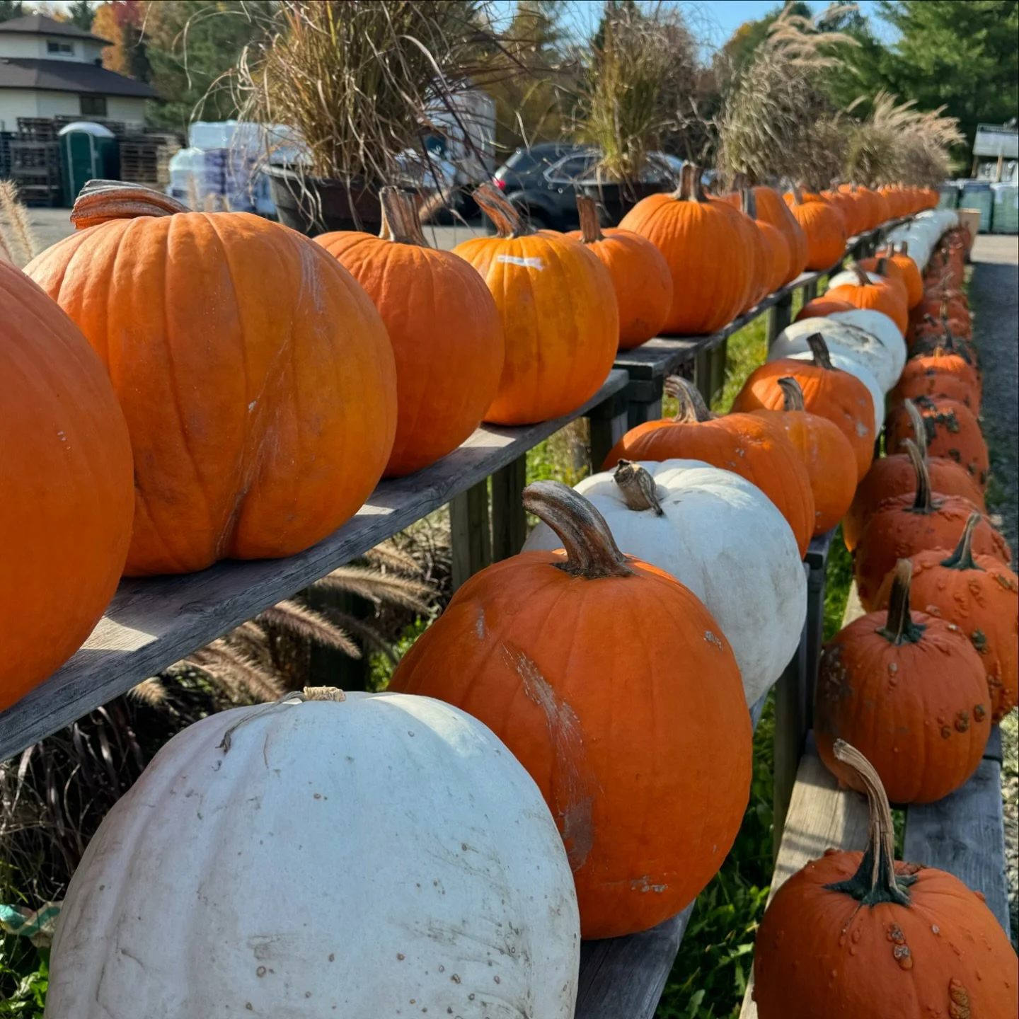 All the pumpkins 🍂