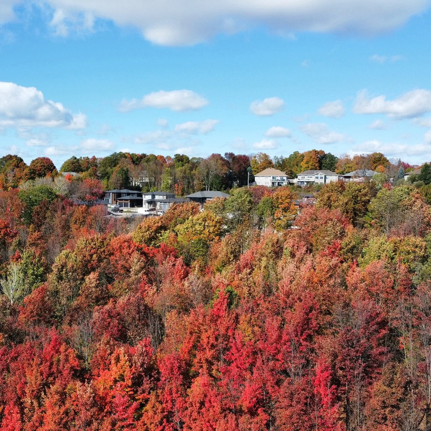 I just can’t get over these colours!! Fall is in the air and I am so here for it!! #northbay #fallcolors #autumn #leavesarefalling #leaves #autumnleaves