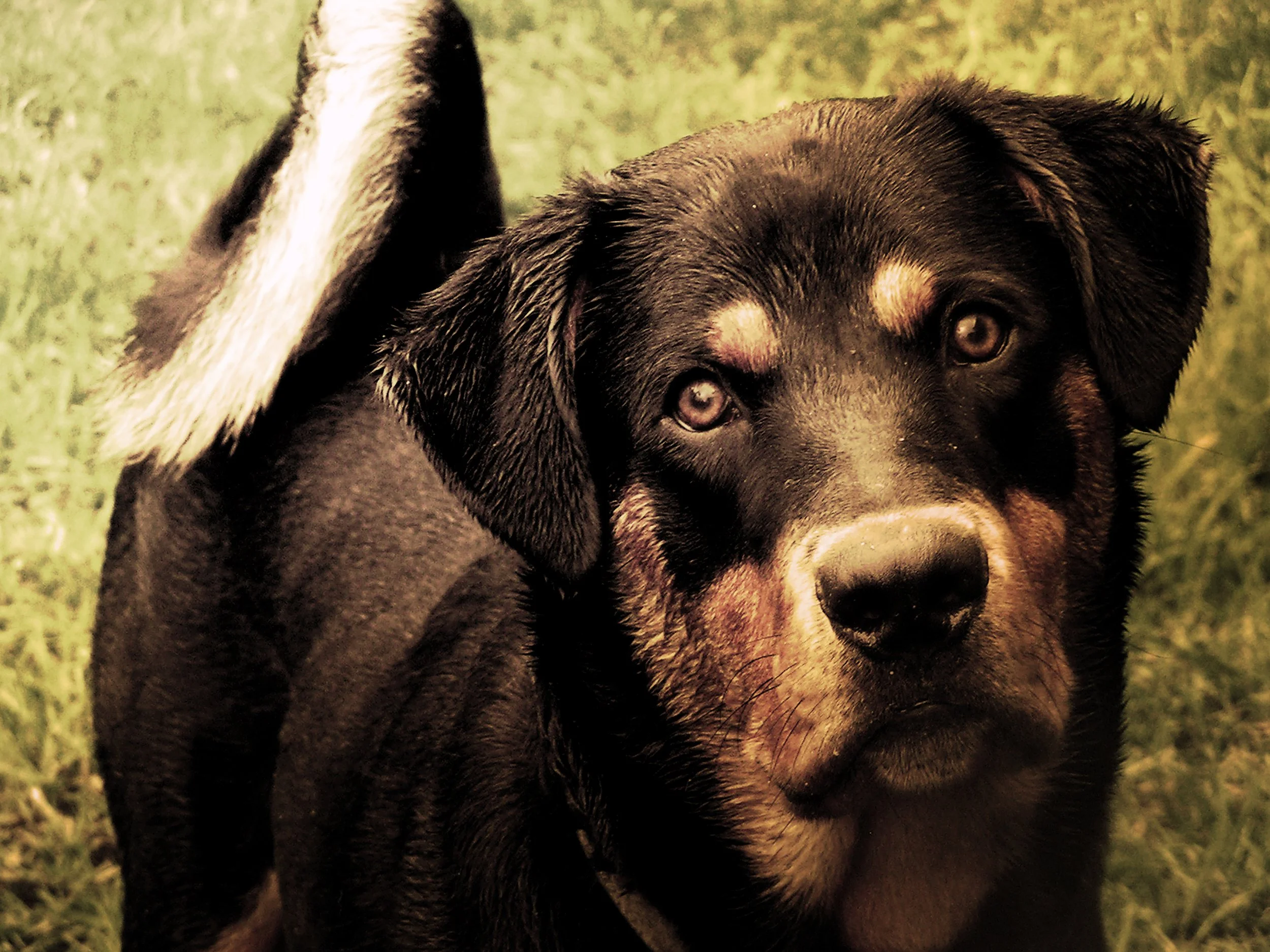 Pets & Other Animals