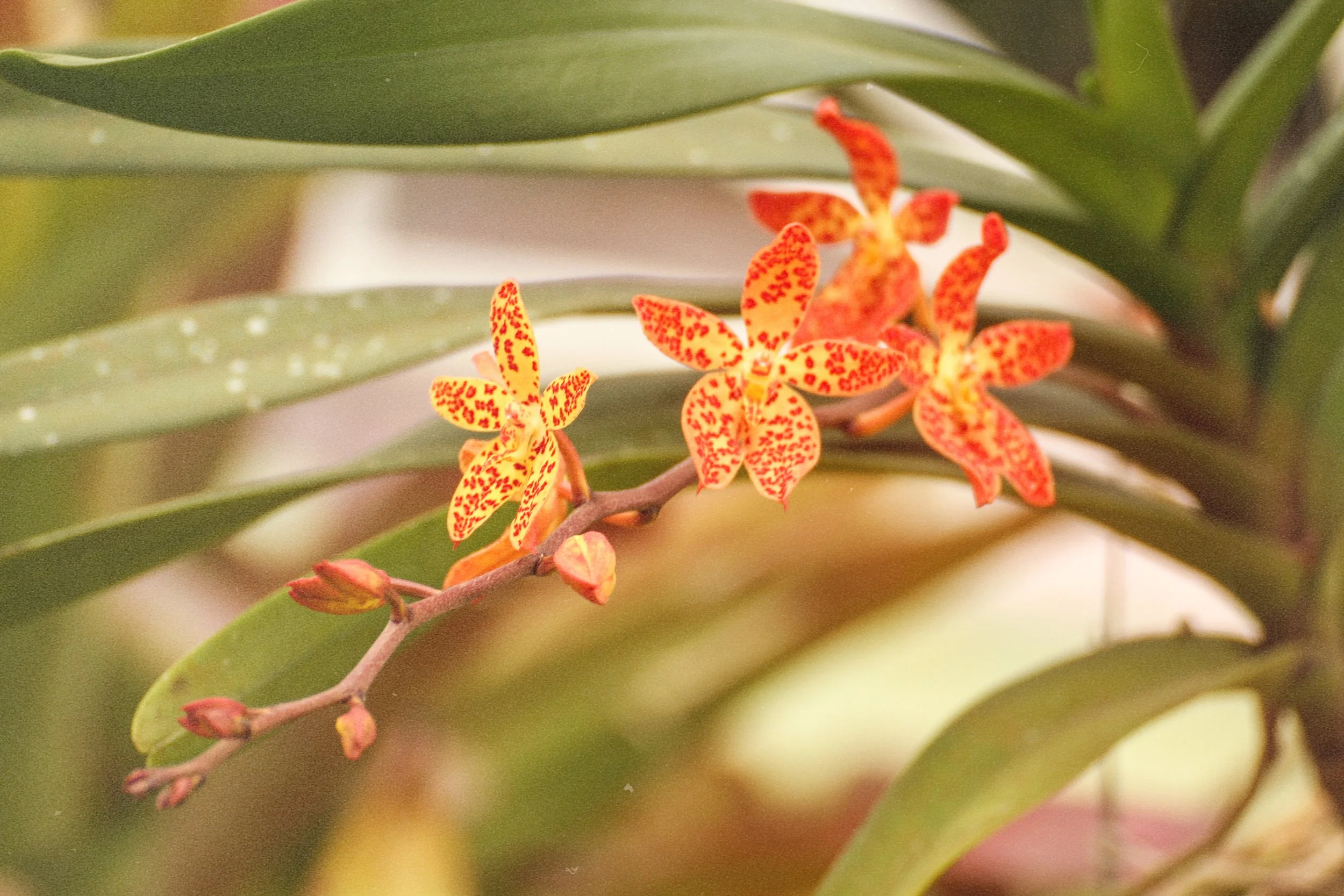 Orchid.jpeg