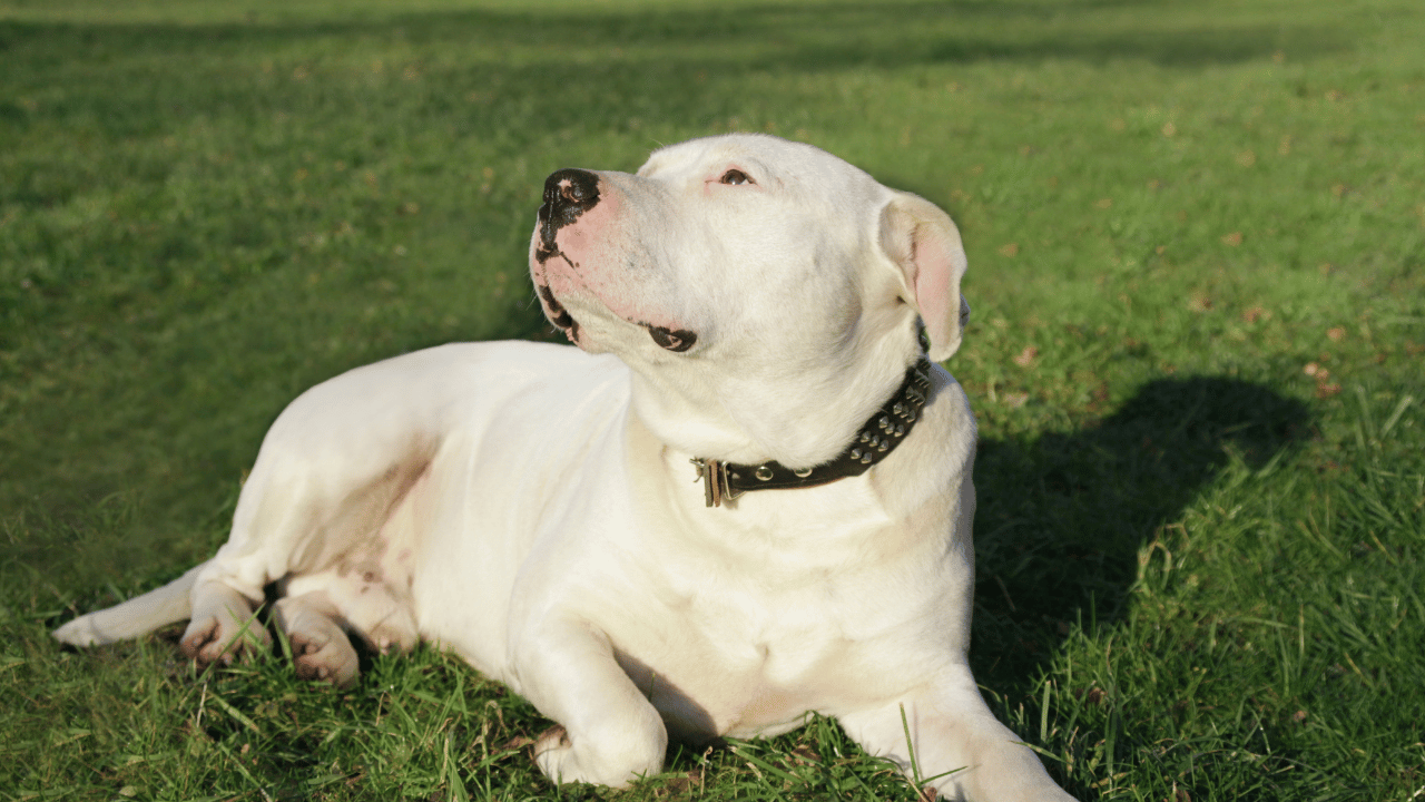 Dogo Argentino Traits and Training Challenges