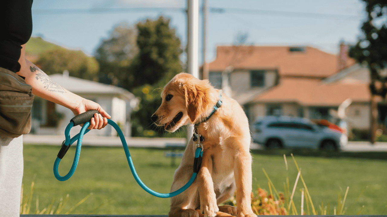 Leash Pressure Basics for Better Dog Handling
