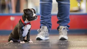 Local Obedience Training Programs for Puppies — The Collar Club Academy