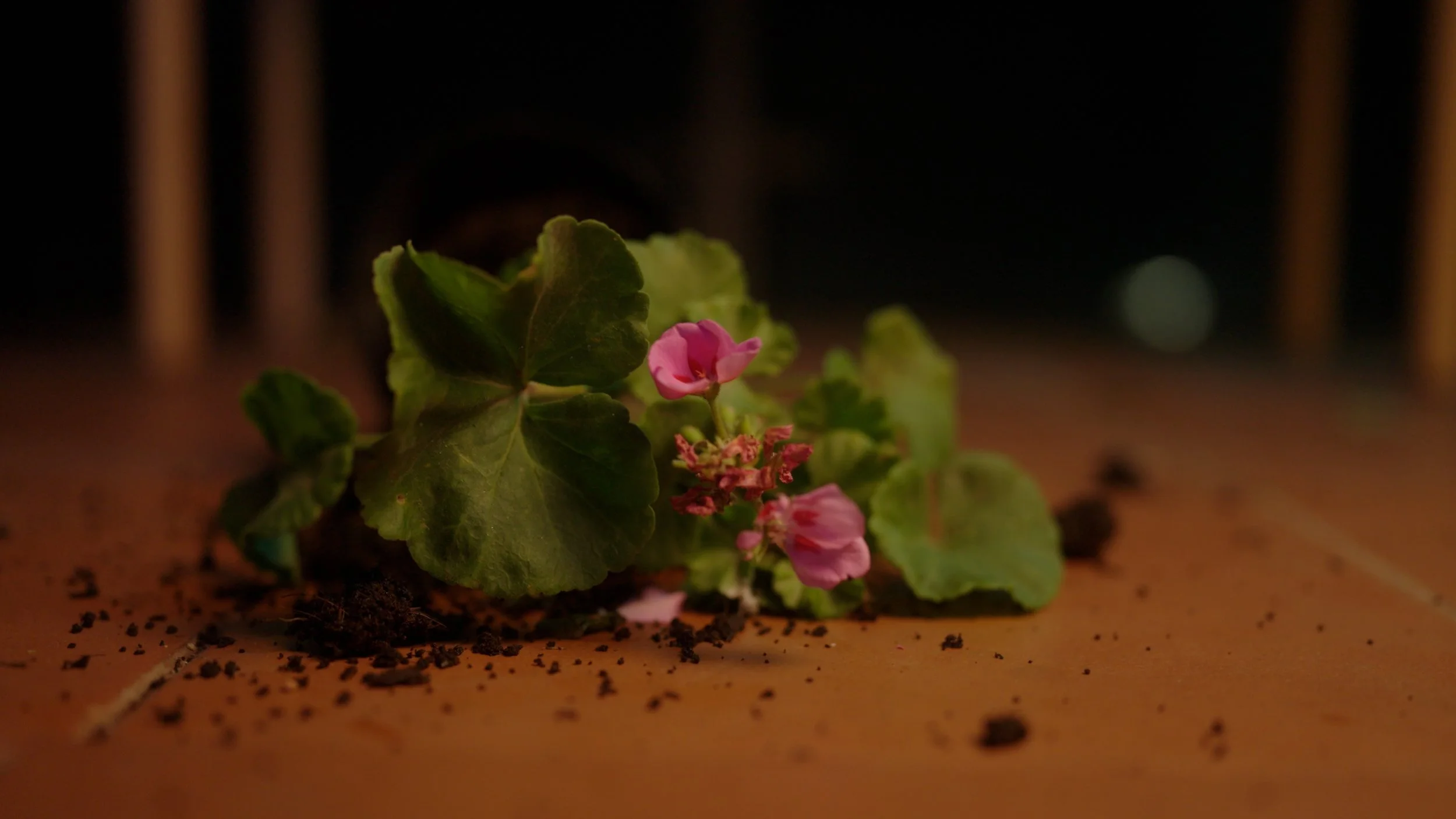 DAY 3 EDIT.00_56_50_11.Still008.jpg