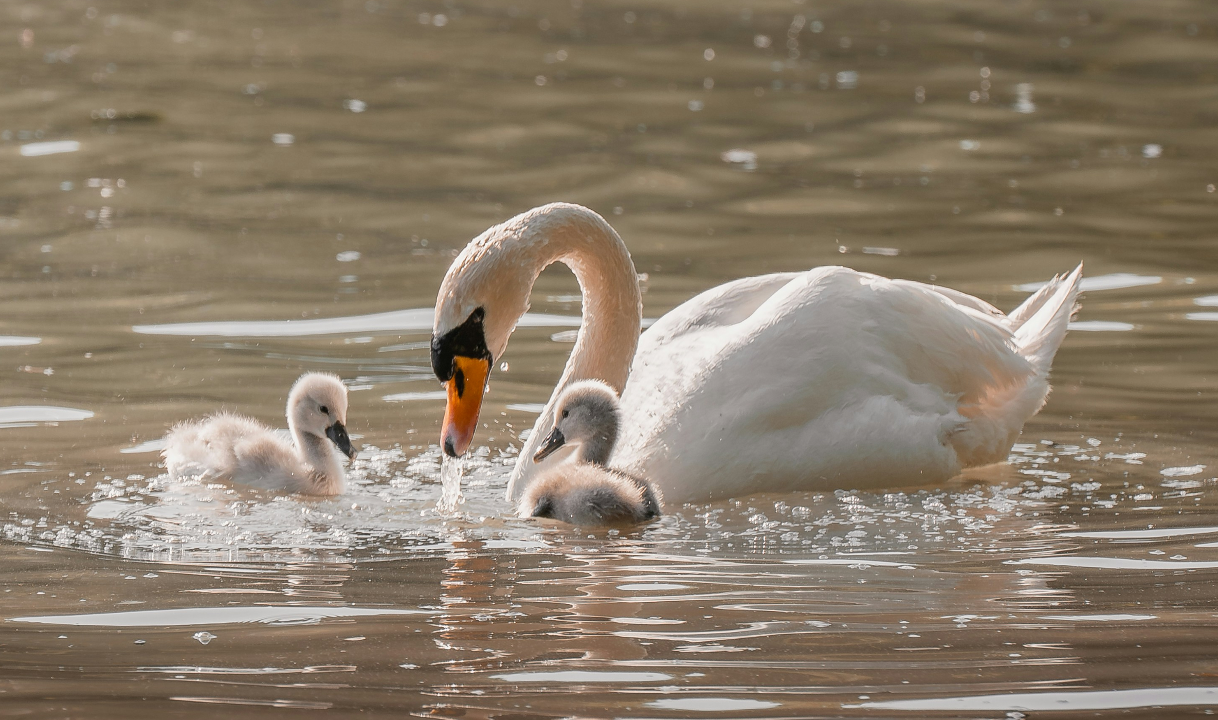 ahmet-yuksek-hIoxjXVIxQc-unsplash 1.png