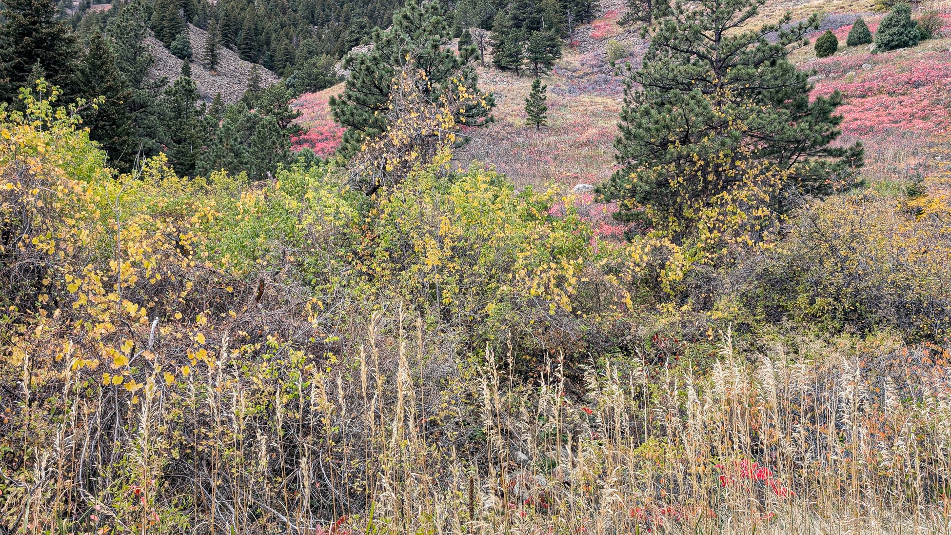 Eldorado Canyon-15.jpg