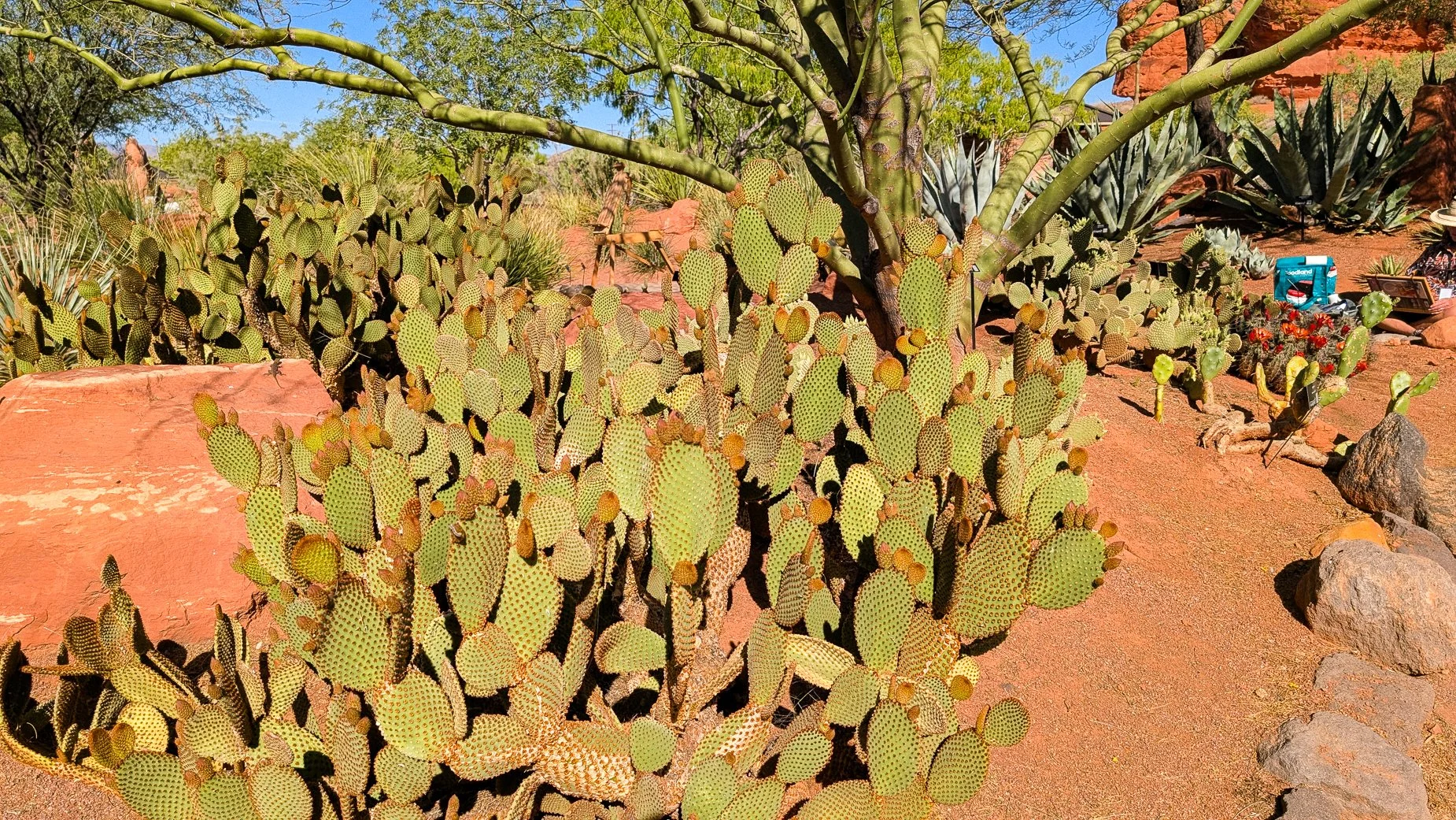 Blooming Yucca-3.jpg