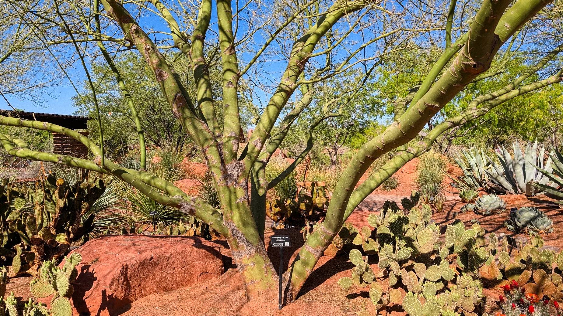 Blooming Yucca-4.jpg