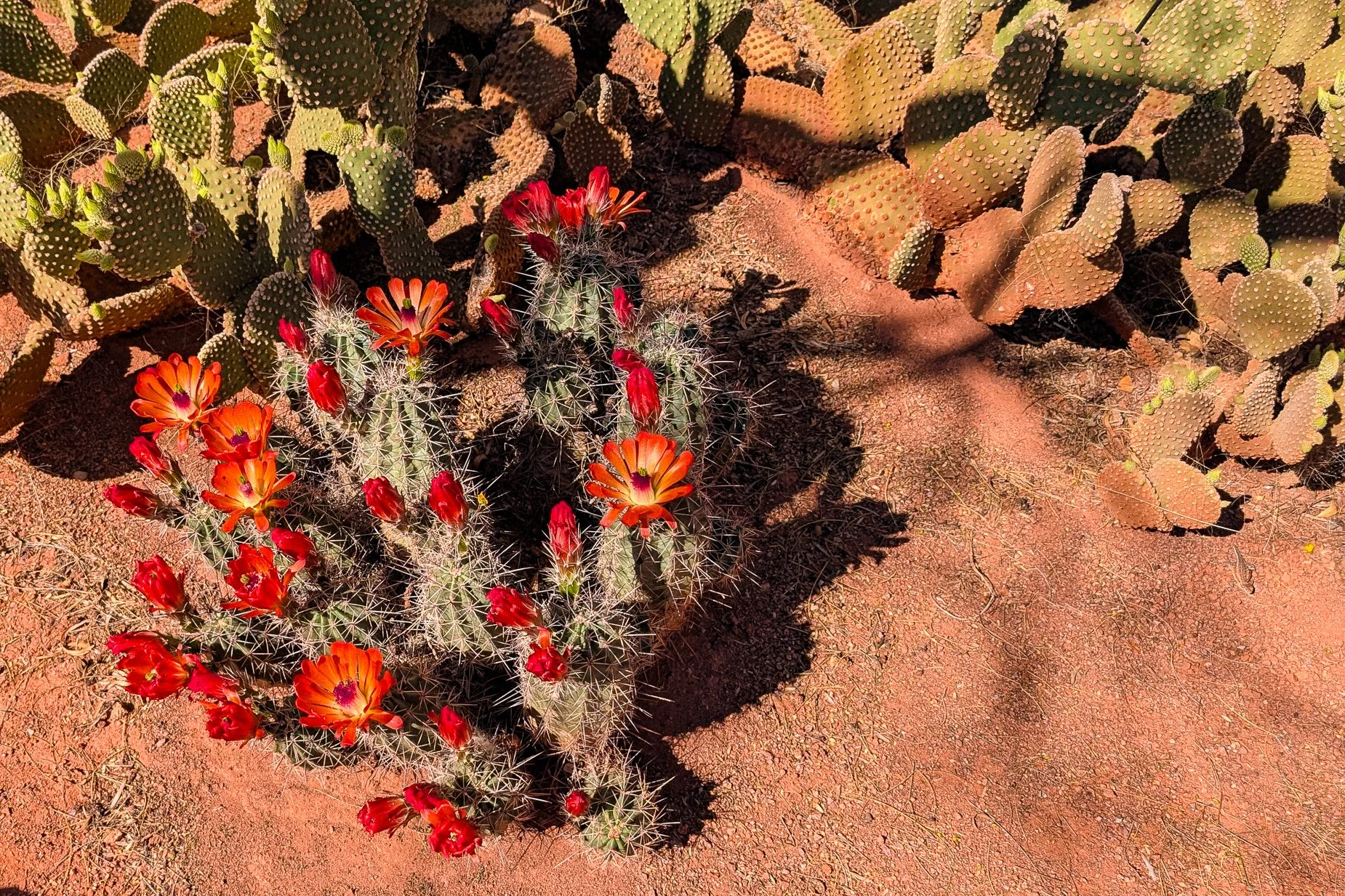 Blooming Yucca-5.jpg