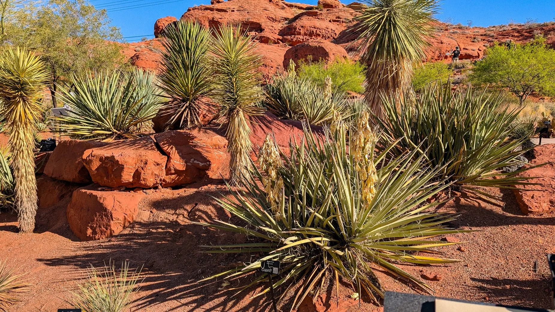 Blooming Yucca-7.jpg