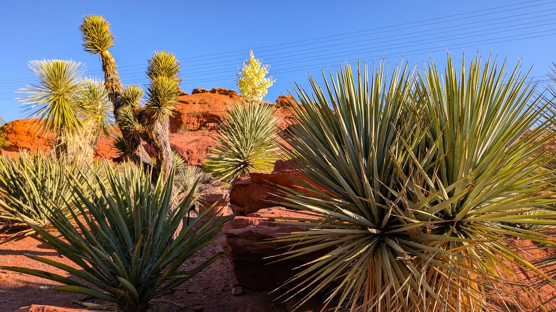 Blooming Yucca-8.jpg